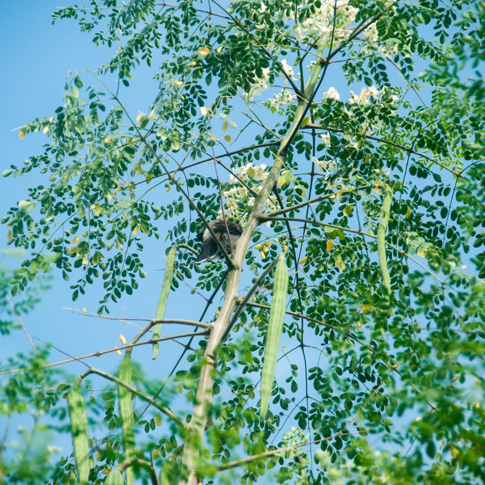 Moringa Plant Live, Moringa Oleifera Live Plant 4” Potted, Fast-Growing Tree for Indoor Outdoor Gardens
