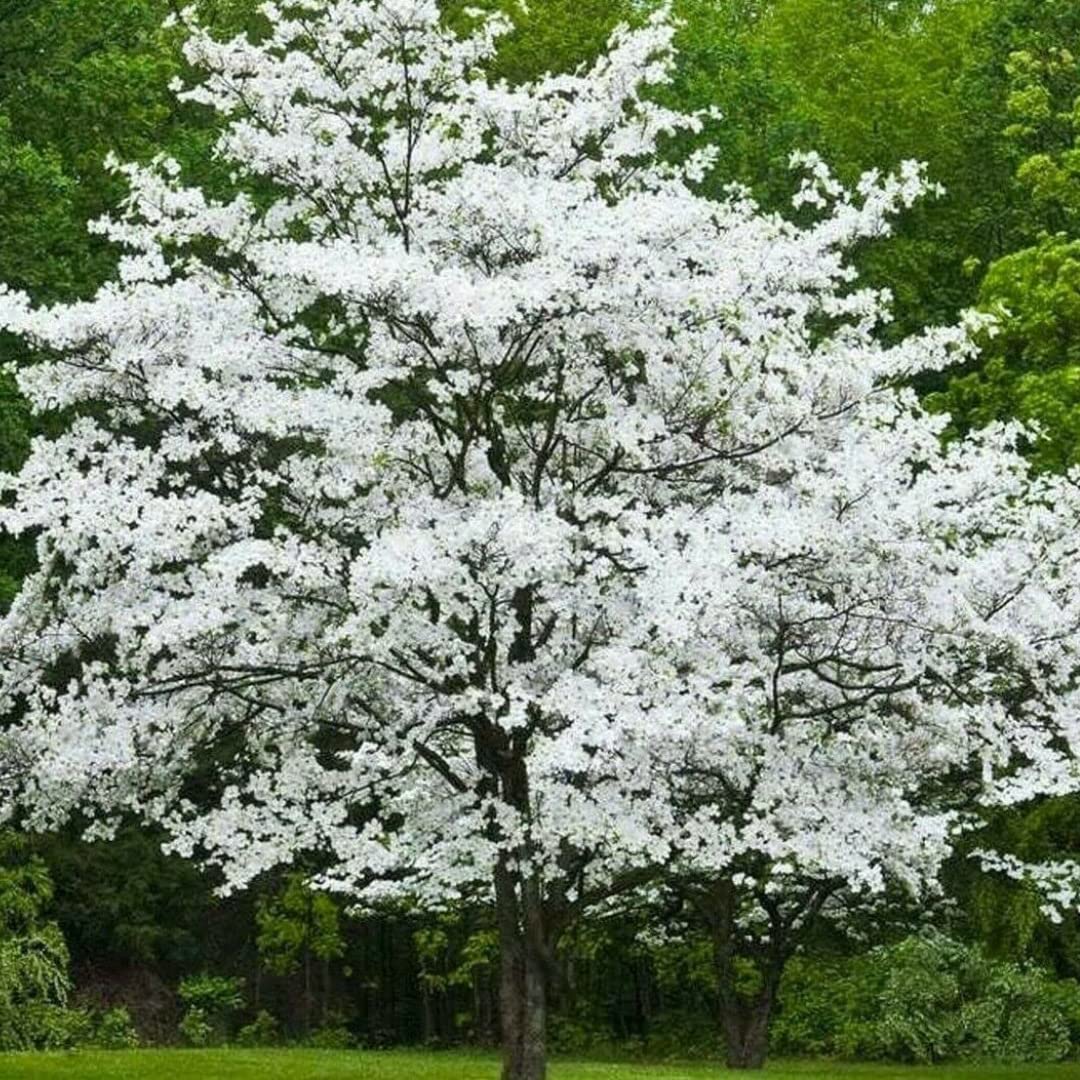 White Dogwood Flowering Tree Live Plant in 4" Pot, Bare Root to CA