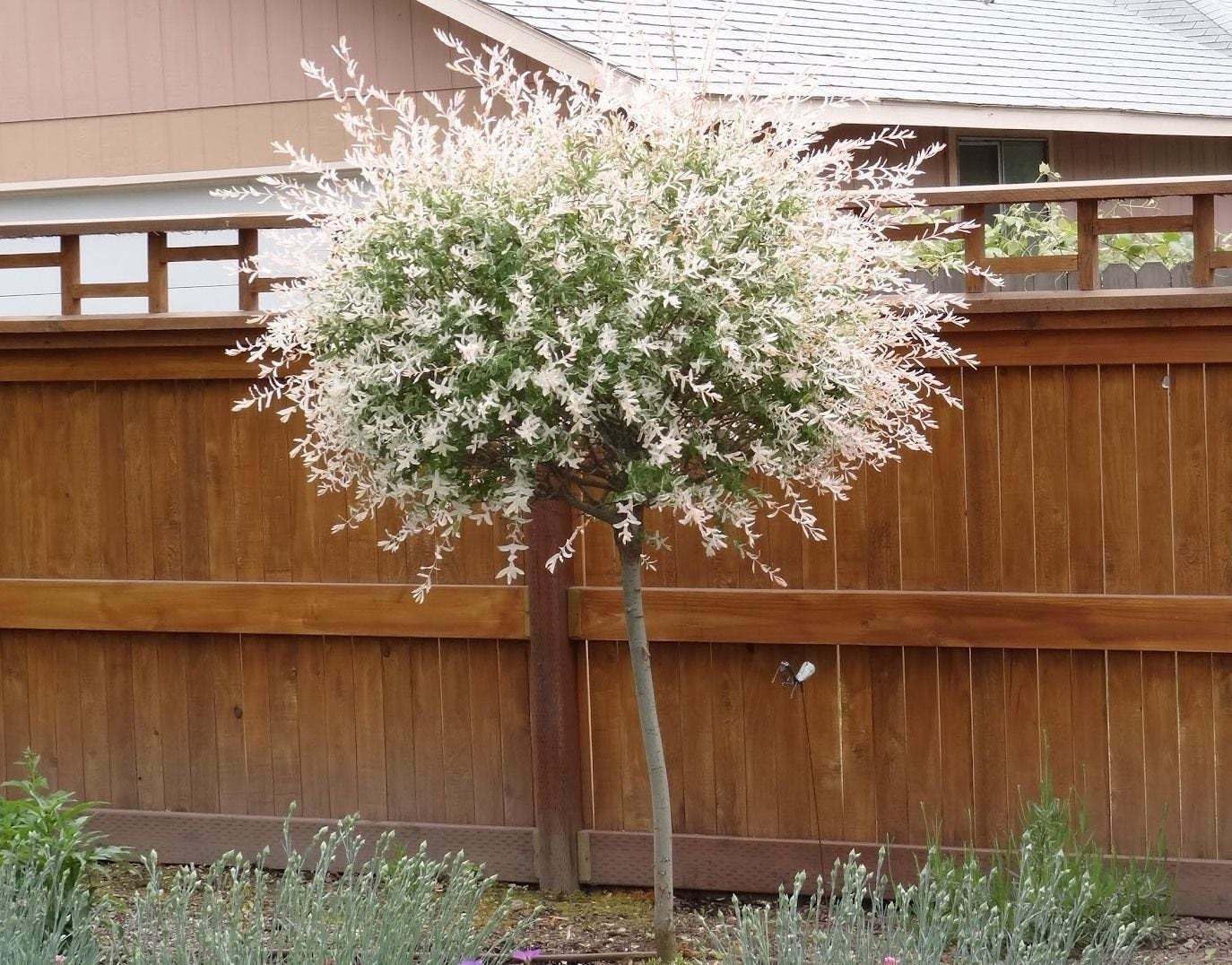 Live Plant - 2 Japanese Nishiki Dappled Willow Shrubs/Trees - 8-12" Tall Live Plants - 4" Pot