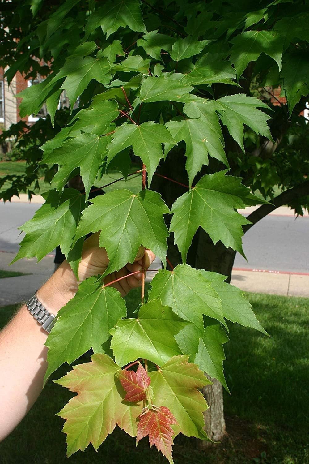 Red Maple Tree | 10 Live Trees | Acer rubrum | Native American Beauty Fast-Growing Shade Tree | Fall Foliage Wildlife-Friendly Habitat
