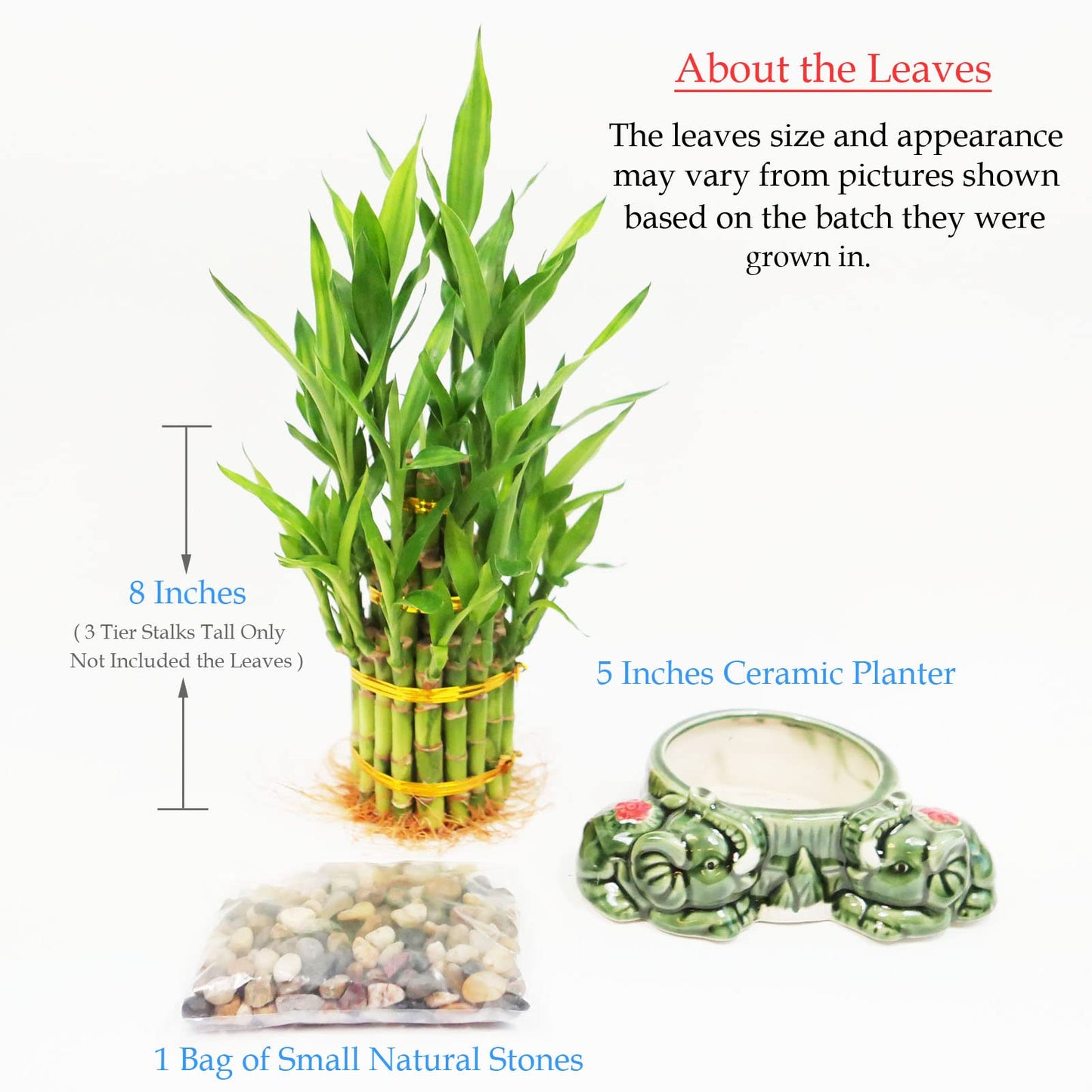 Athena’s Garden Lucky Bamboo Indoor Live Plant 3 Tier Tower Fresh Plant in Ceramic Planter (Flower Elephant)