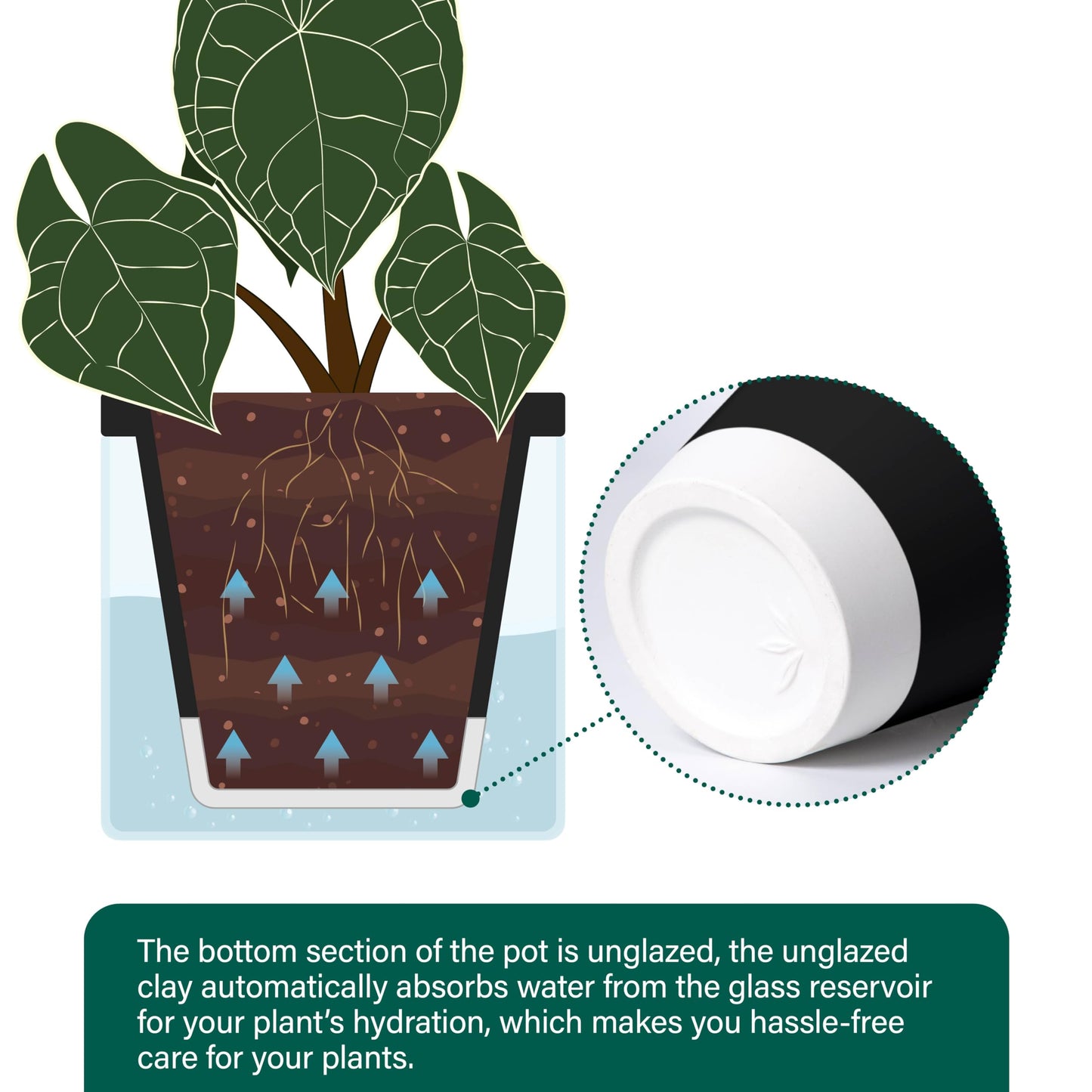 D'vine Dev 8 Inch Design Self Watering Planter for Indoor Plants, Black Terracotta Pot with Cylinder Glass Cup, 37-X-C-3