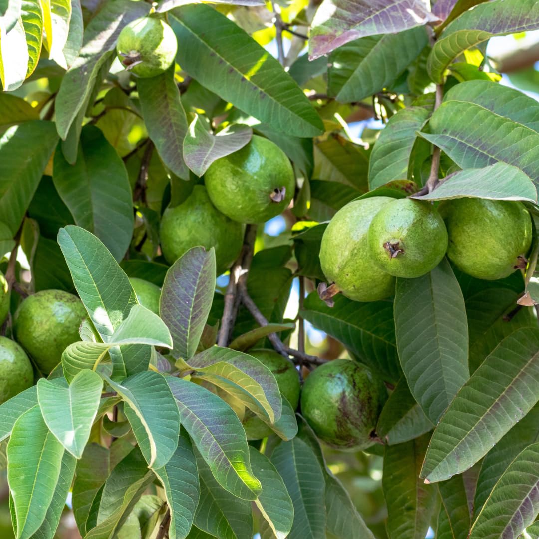 Pink Guava Plant Live, Sweet Tropical Guava Fruit Tree, 2–3 Ft Tall in 3 Gallon Pot, Ready to Grow, No Ship to CA