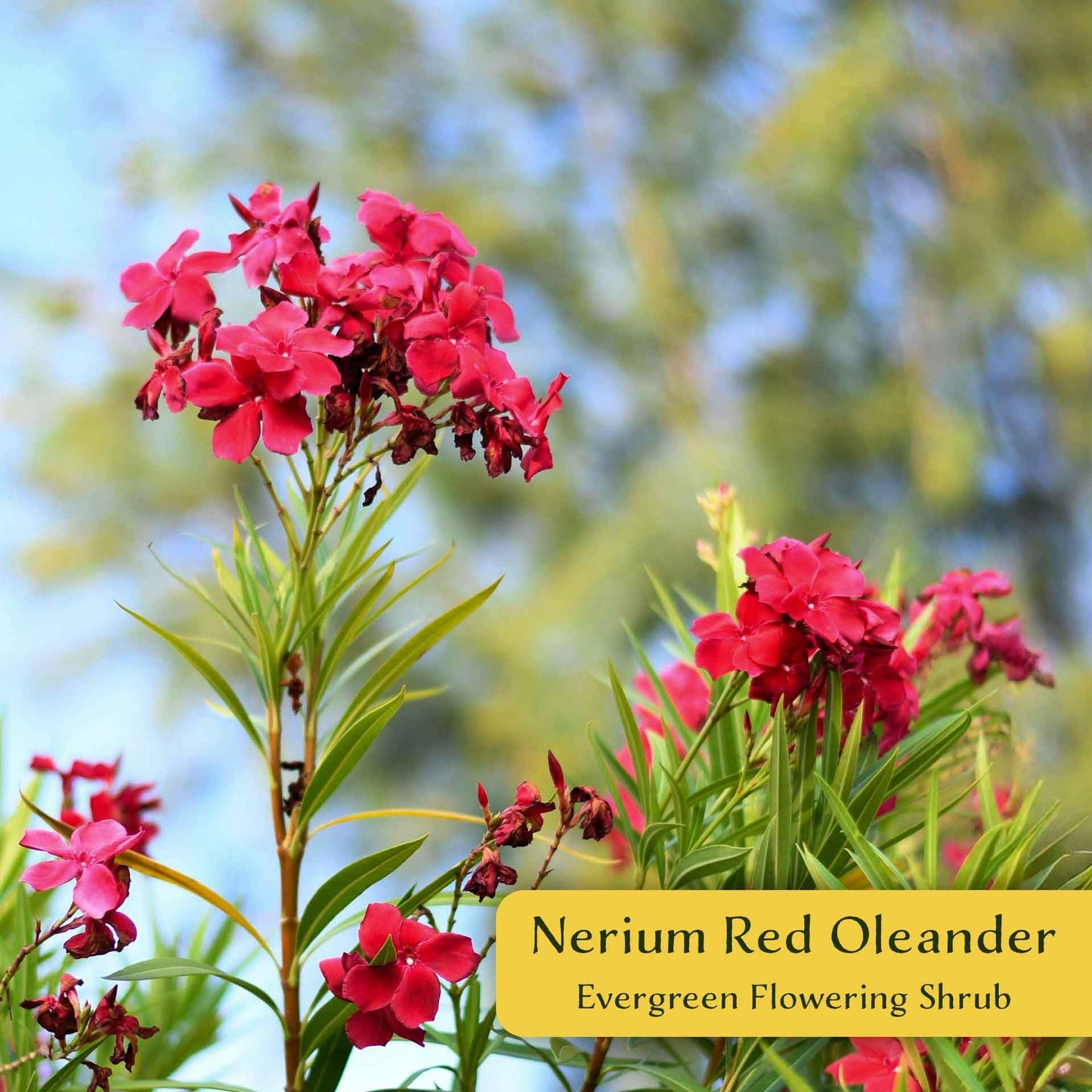 3 Nerium Red Oleander in 2.5” Nursery Cubes (Nerium Oleander ‘Jannoch’) | Red-Flowering Evergreen Shrub or Small Tree for Hedges, Privacy Screens, and Containers | Ready-to-Plant Live Starter Plants
