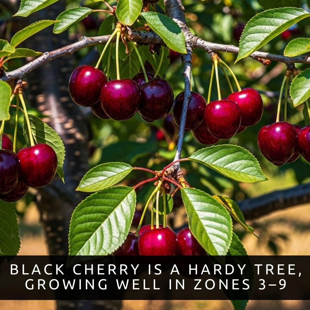 3 Black Cherry Fruit Tree Live Plants - Prunus serotina, Great for Home and Garden Yards Planting - Native Edible Cherry Shade Tree (3 Rooted Tree Plants)
