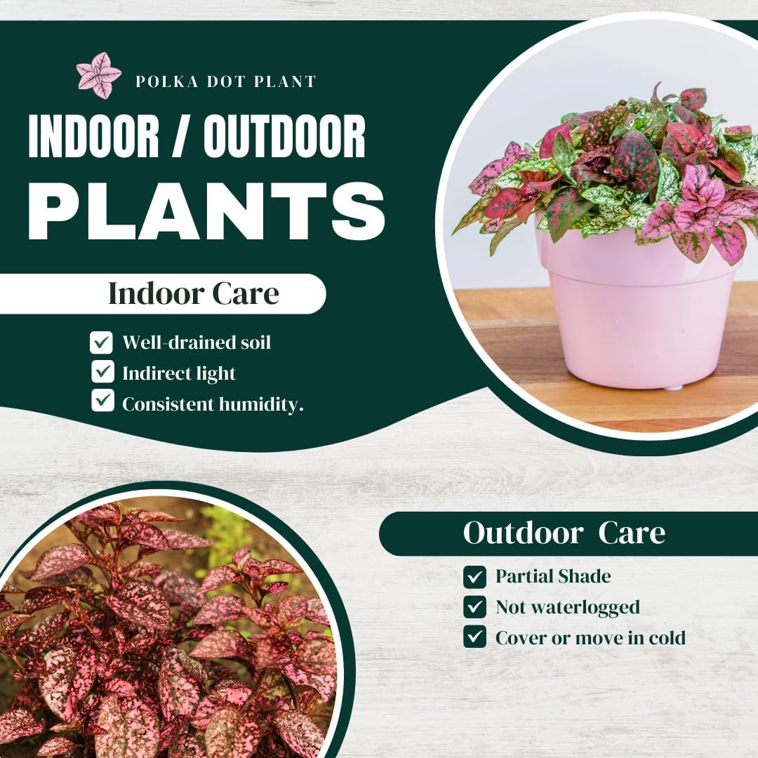 Polka Dot Plant Collection (4-Pack) - Live Houseplants, Small Indoor Plants, Hypoestes (Red, White, Rose, and Pink) - Colorful, Air-Purifying House Plants (Collection)