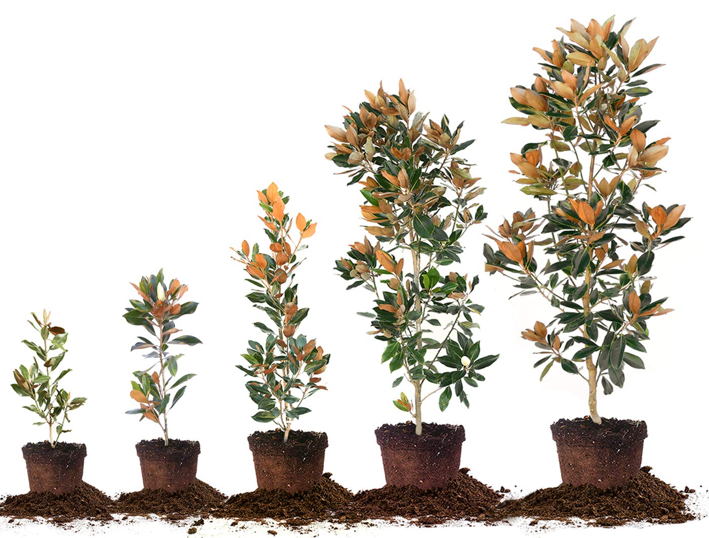 Perfect Plants Little Gem Magnolia Live Plant, 2-3', Includes Care Guide
