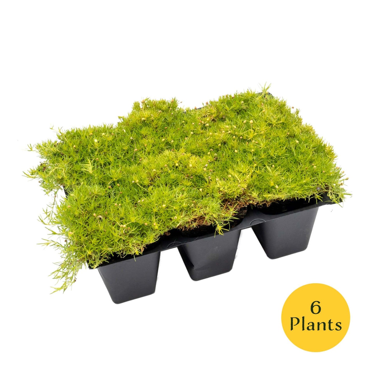 6 Scottish Moss – Soft Golden Evergreen Groundcover for Rock Gardens, Pathways & Containers (Sagina subulata ‘Aurea’) in 2.5″ Cubes, Live Plants