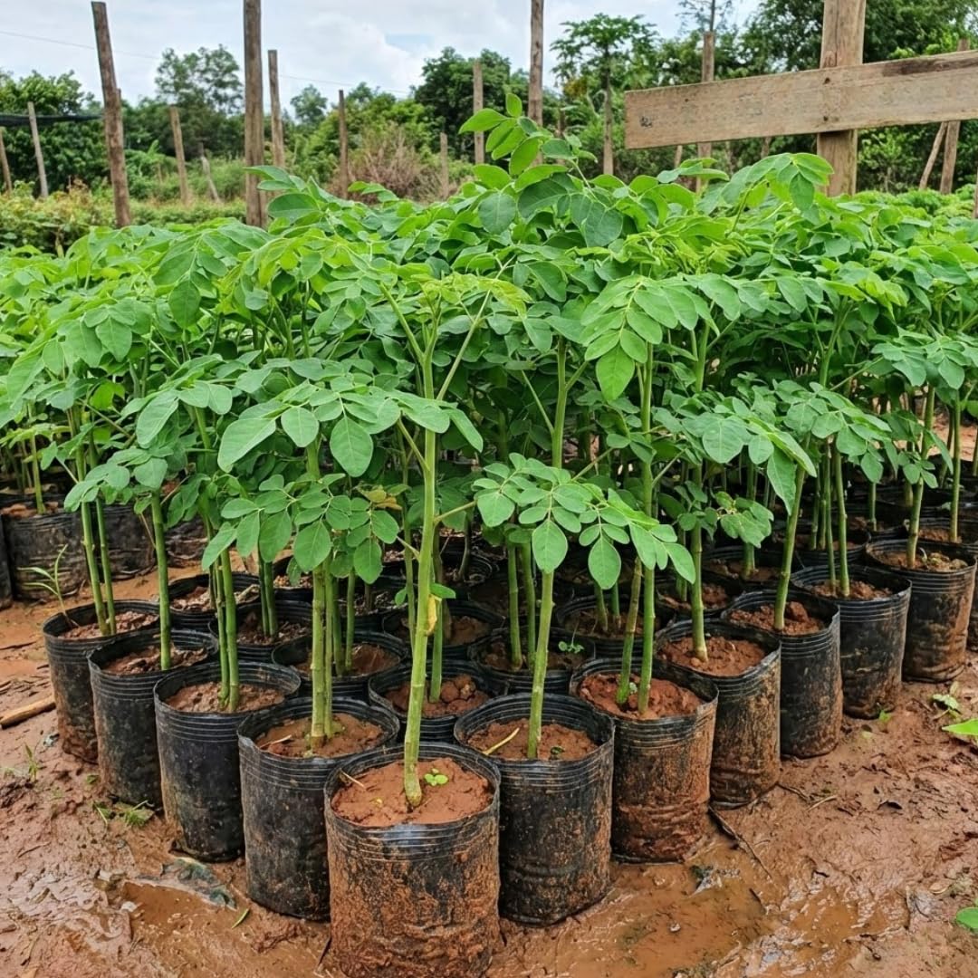 3 Months Old Moringa Oleifera Tree Live Plant, Moringa Plant Potted, Well-Rooted Drumstick Trees Ready to Grow Outdoor