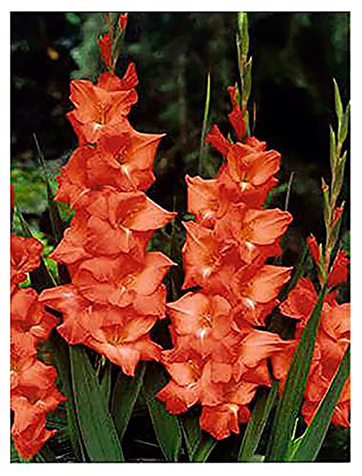 5 Rainbow Gladiolus Mix Bulbs