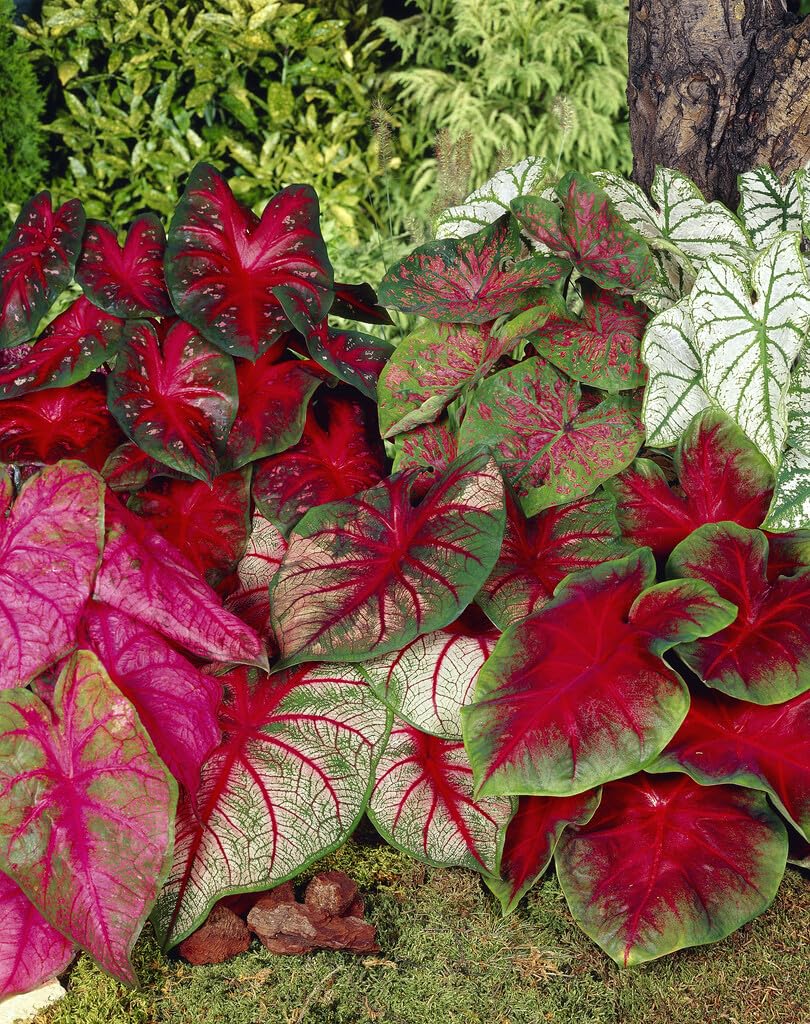 Mixed Caladium Bulbs for Planting - Perennial Hosta, Elephant Ears, Fancy (10 Bulbs)
