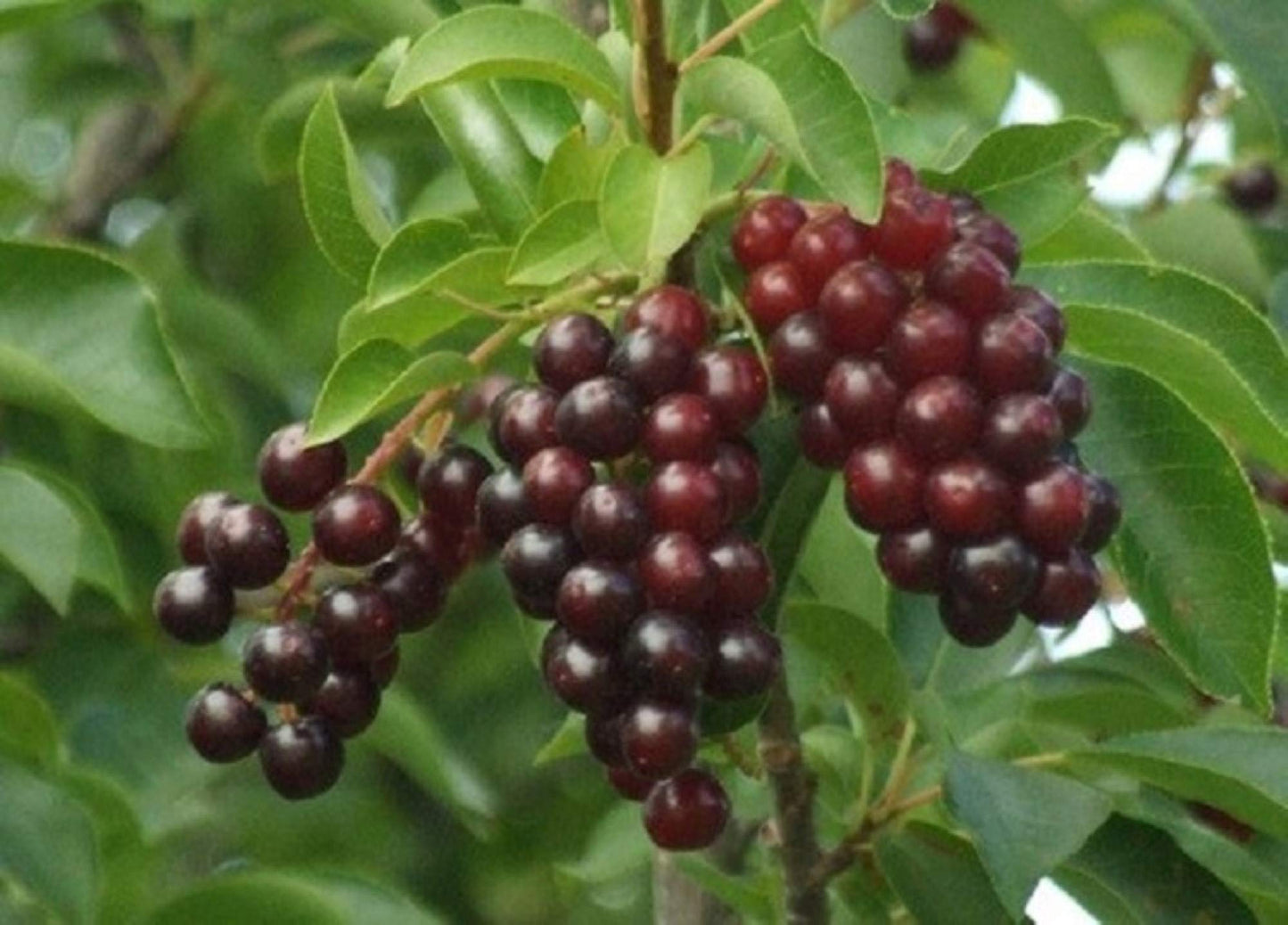 24-36" Tall Chokecherry Prunus virginiana, 2-3 Year Old Bare Root Plant