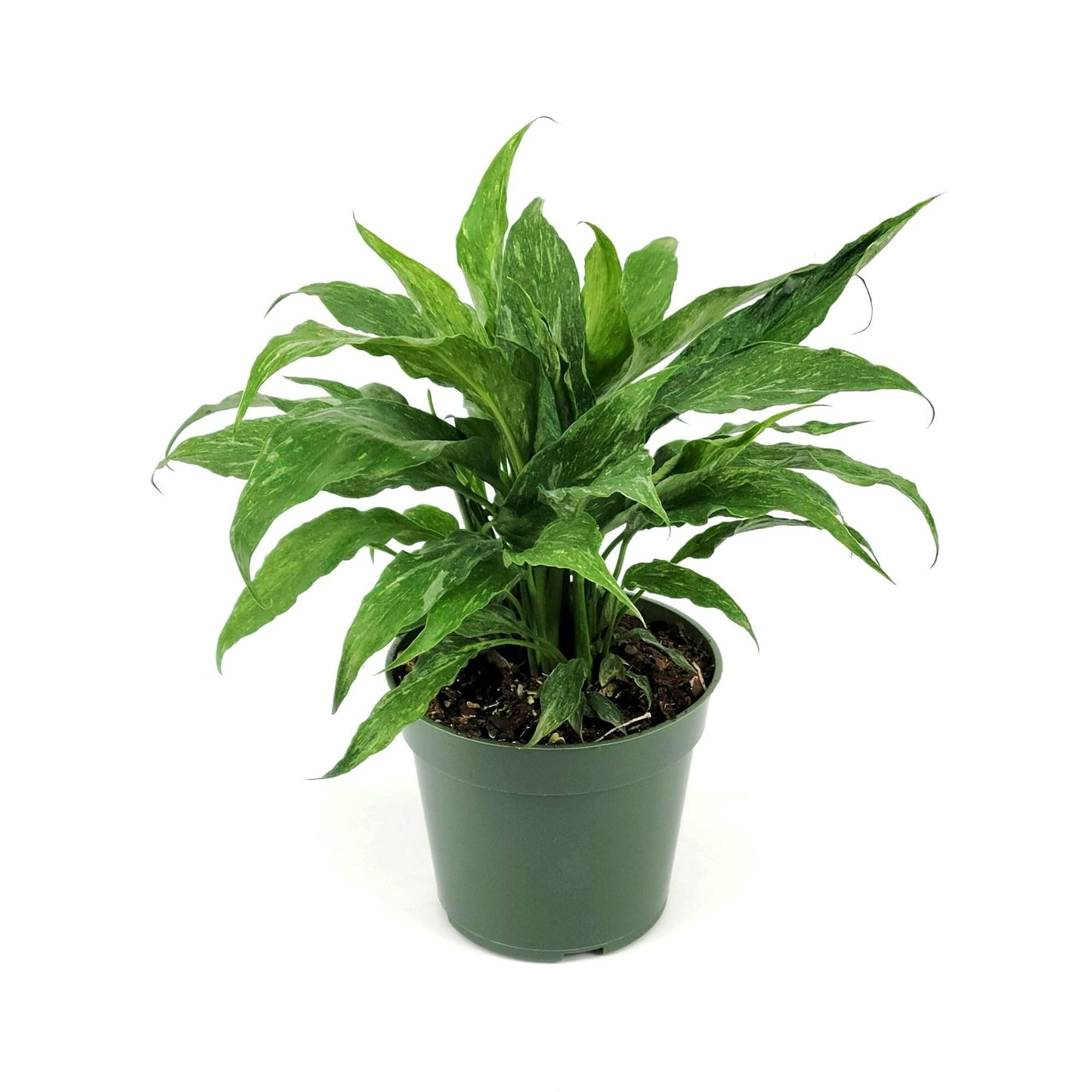 Variegated Spathiphyllum 'Domino' | Live Plant for Indoor & Outdoor | for Living Room, Office, Bathroom | (4" Pot)