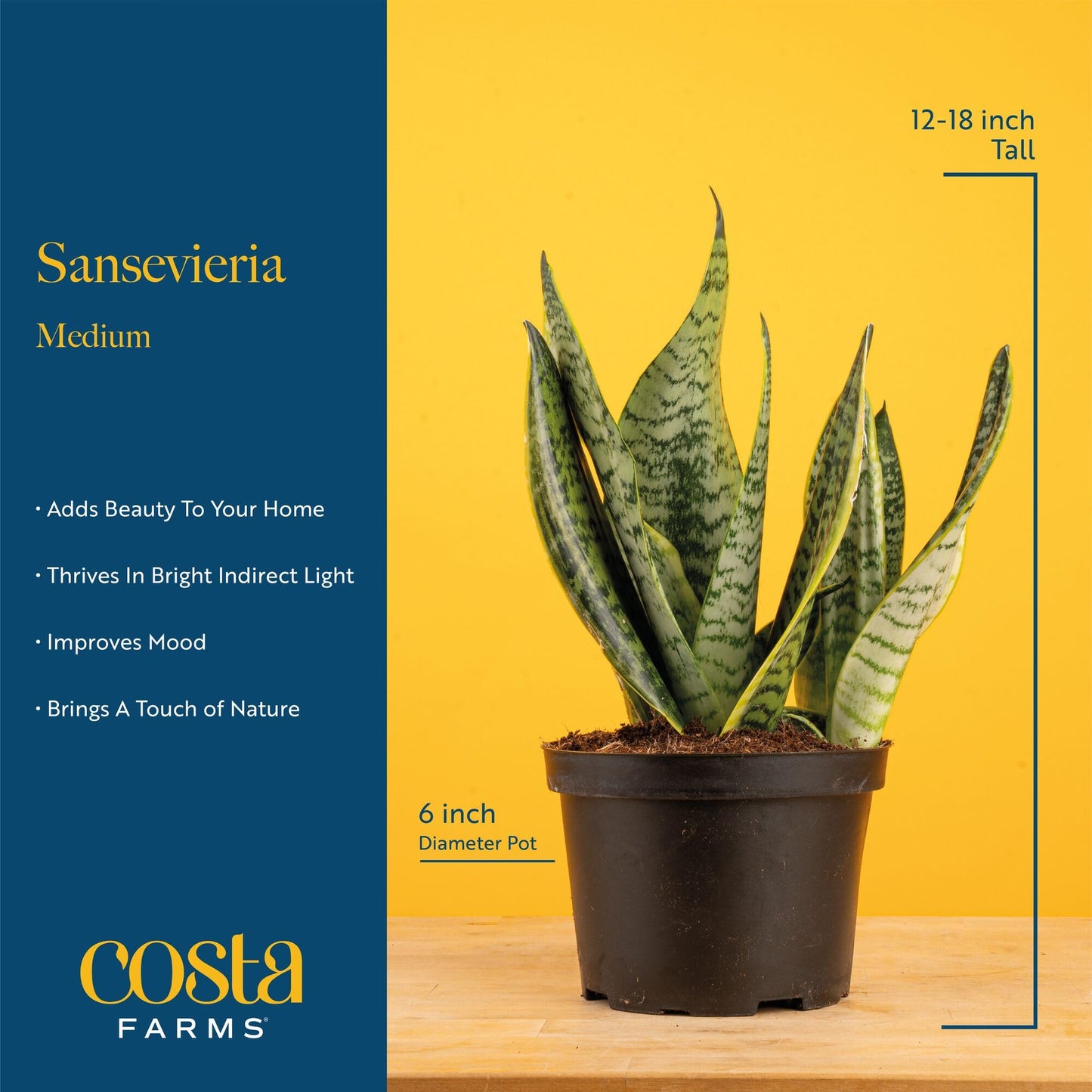 Costa Farms Snake Plant Live Indoor Houseplant in Self-Watering Decor Pot, 12-20 Inches Tall Medium Sansevieria, Low Light Easy Care Live Plant, Unique Housewarming Gift or Office Desk Decor