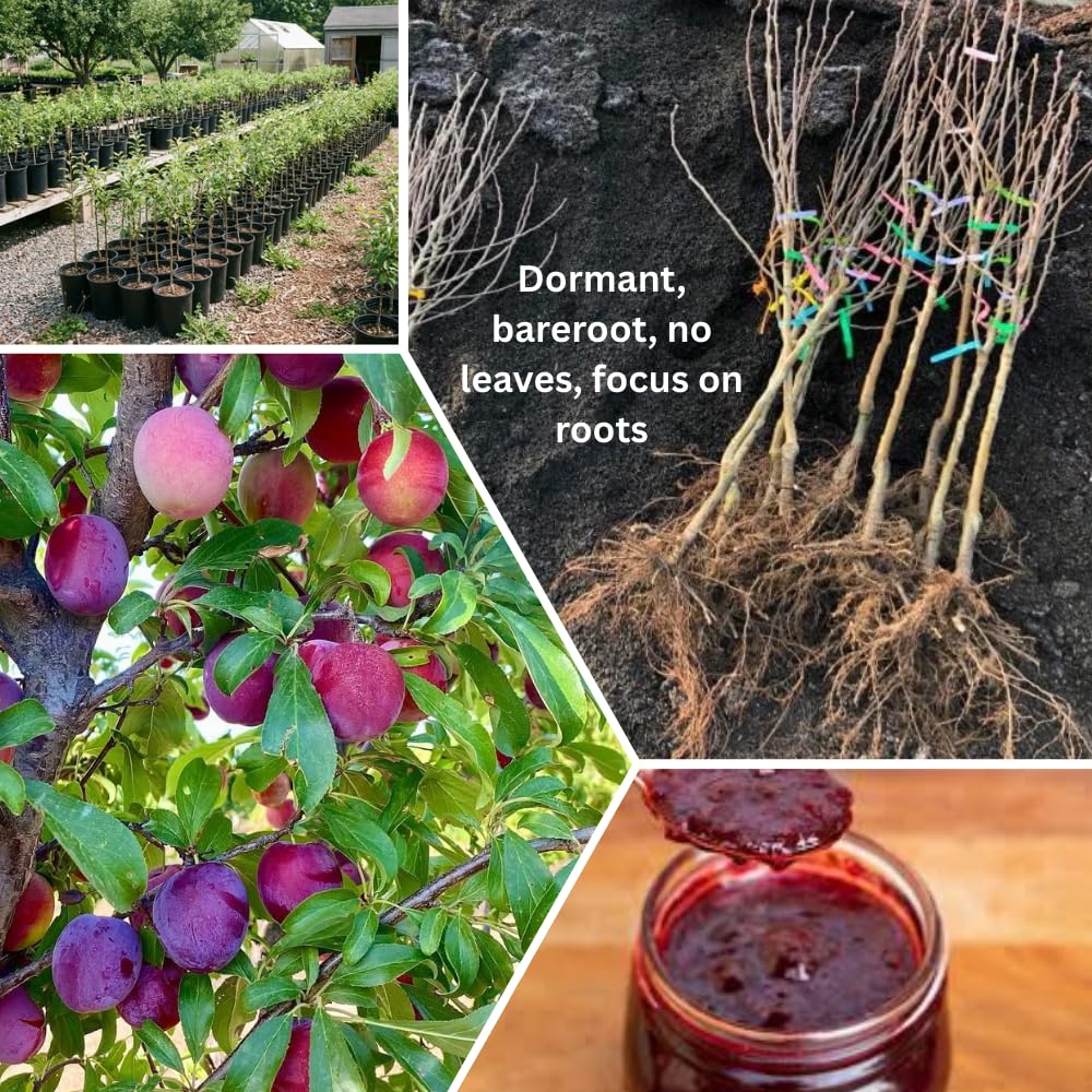 Red Plum Tree 3 Feet Tall, Hardy Plum Variety for Planting, Sweet Plum Fruit, Dormant in Winter, Bareroot