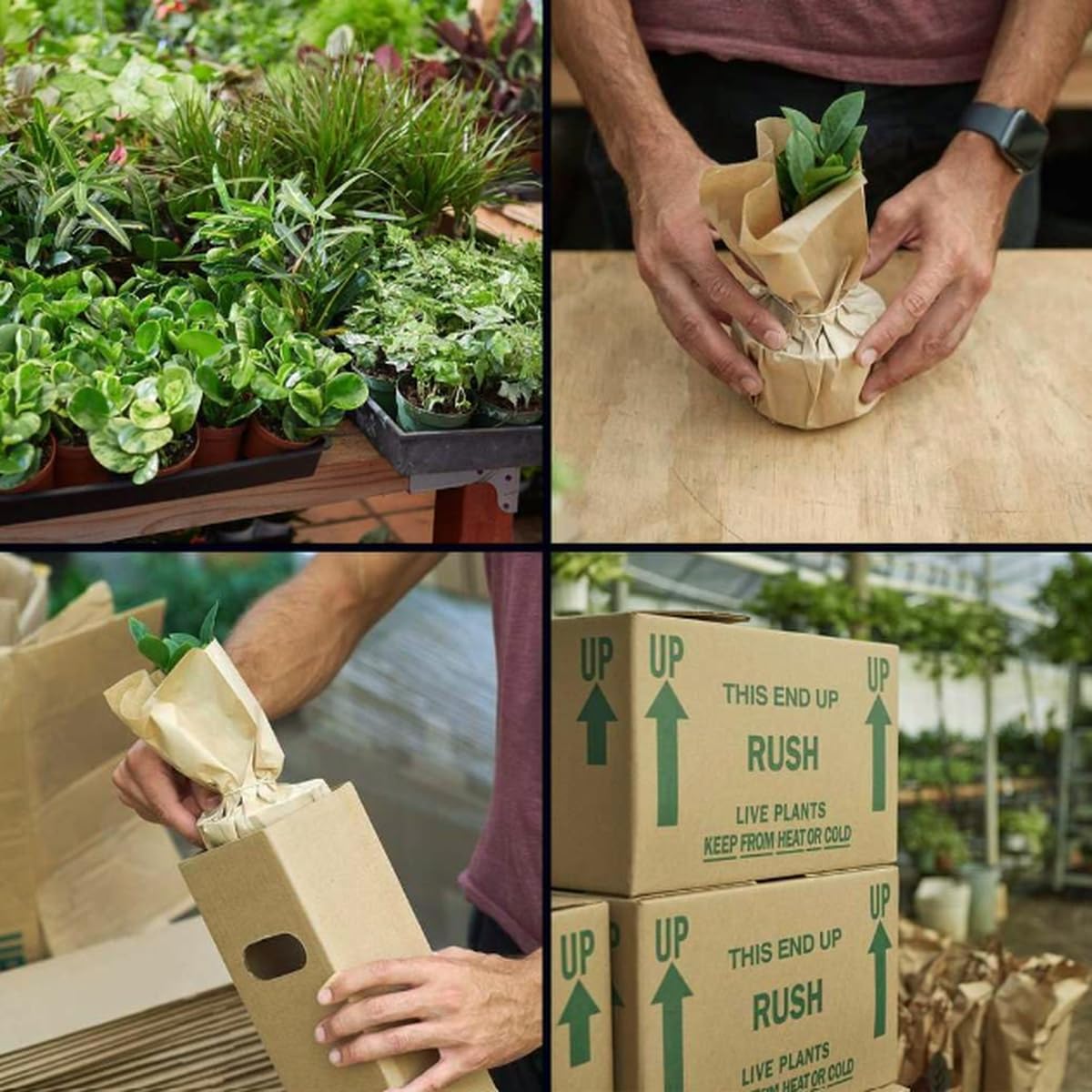 Spathiphyllum 'Peace Lily' | Live Plant for Indoor & Outdoor | for Living Room, Office, Bathroom | (3" Pot)