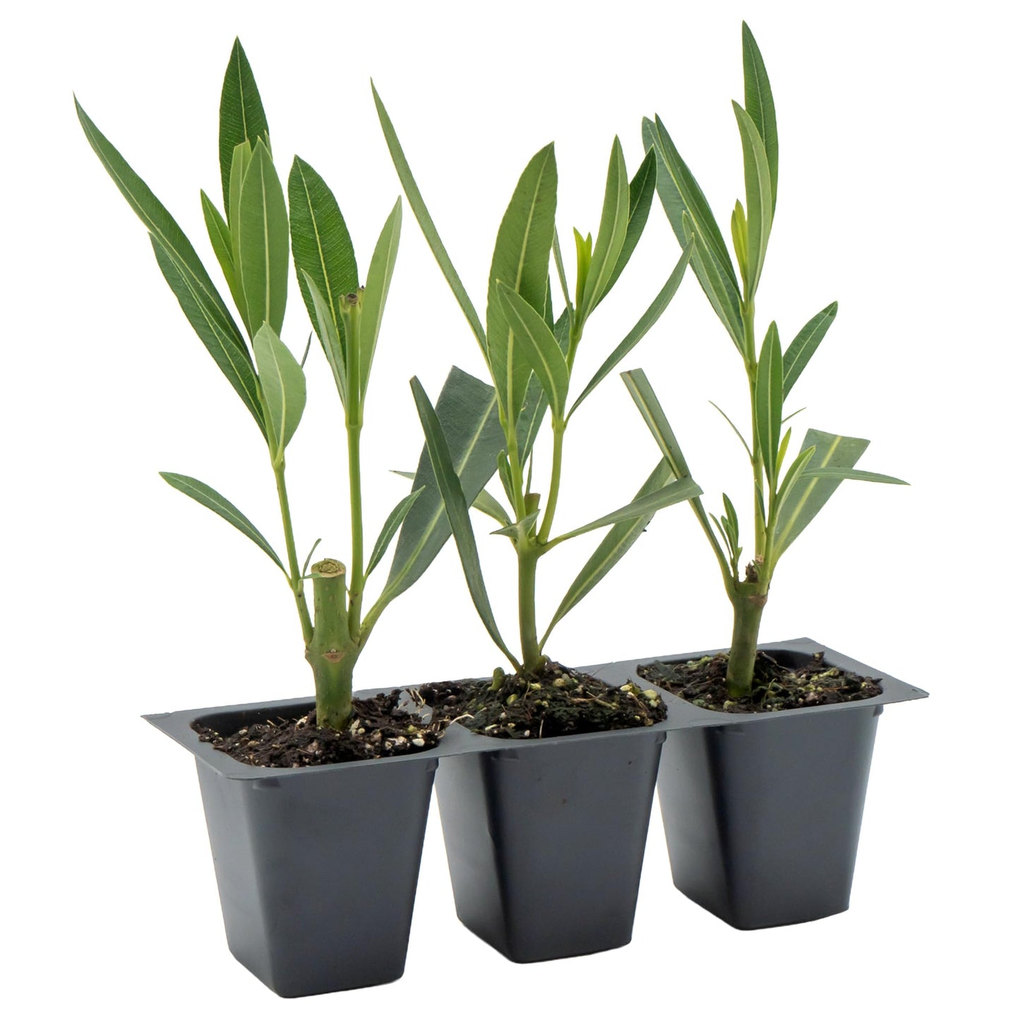 3 Nerium Red Oleander in 2.5” Nursery Cubes (Nerium Oleander ‘Jannoch’) | Red-Flowering Evergreen Shrub or Small Tree for Hedges, Privacy Screens, and Containers | Ready-to-Plant Live Starter Plants
