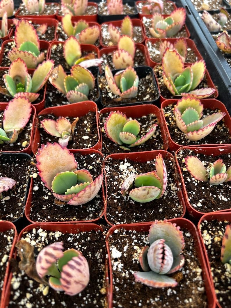 Mothers of Thousands Kalanchoe Live Plant 3 to 5 Inc Tall Starter, Kalanchoe Succulent, in Pot