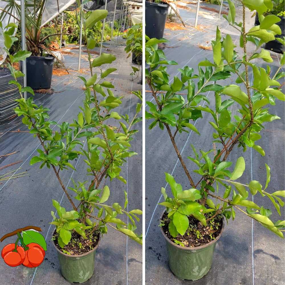 Pack 2 Barbados Cherry Trees Live Plants, Well Rooted 4-8 Inch Tall, Acerola Red Cherry Tropical Fruit Tree