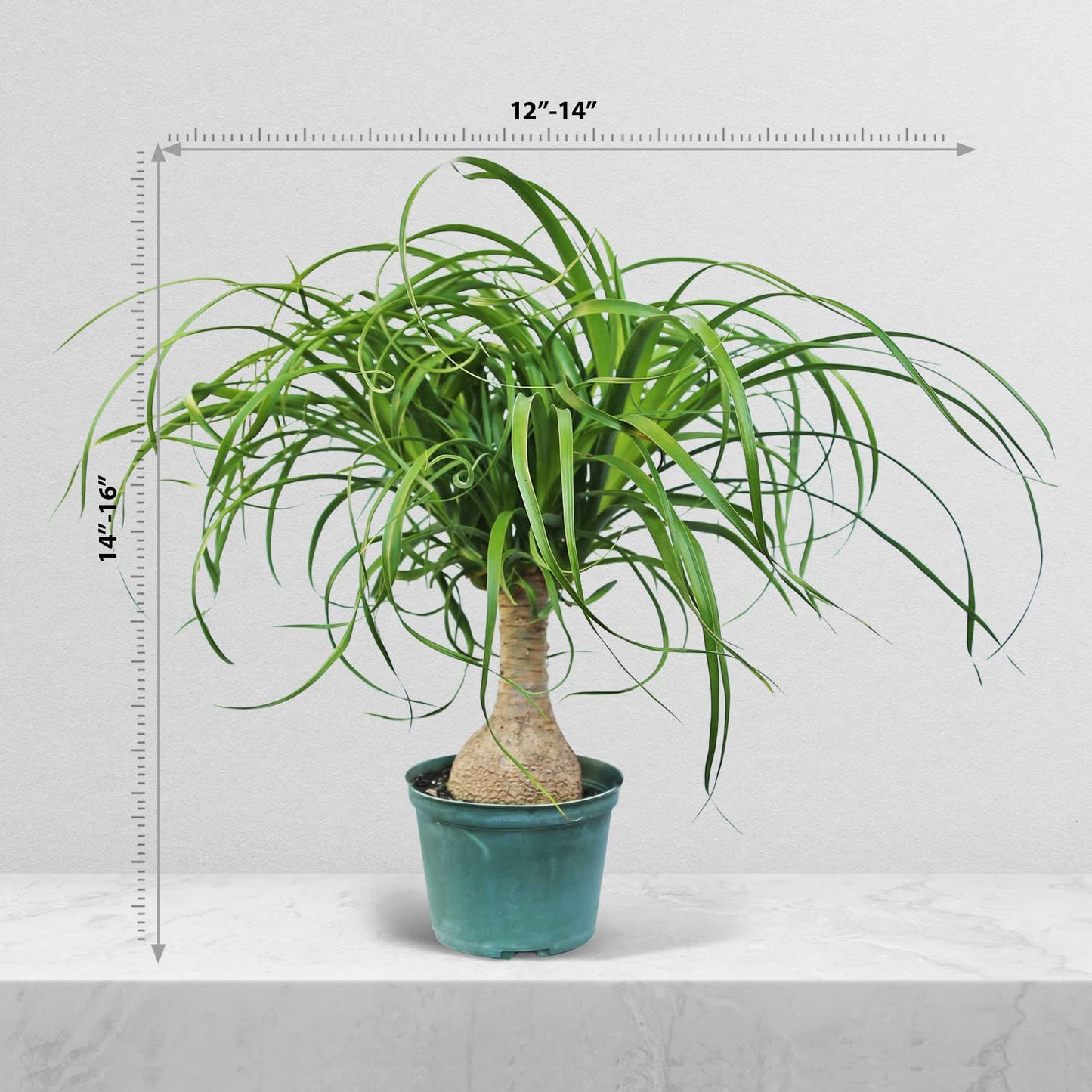 Live Ponytail Palm, Bottle Palm, Elephant Foot Tree, Rare Houseplant, Palm Tree Indoor Potted Plant, Birthday Gift, Housewarming Gift, Christmas Gift in 6" Pot