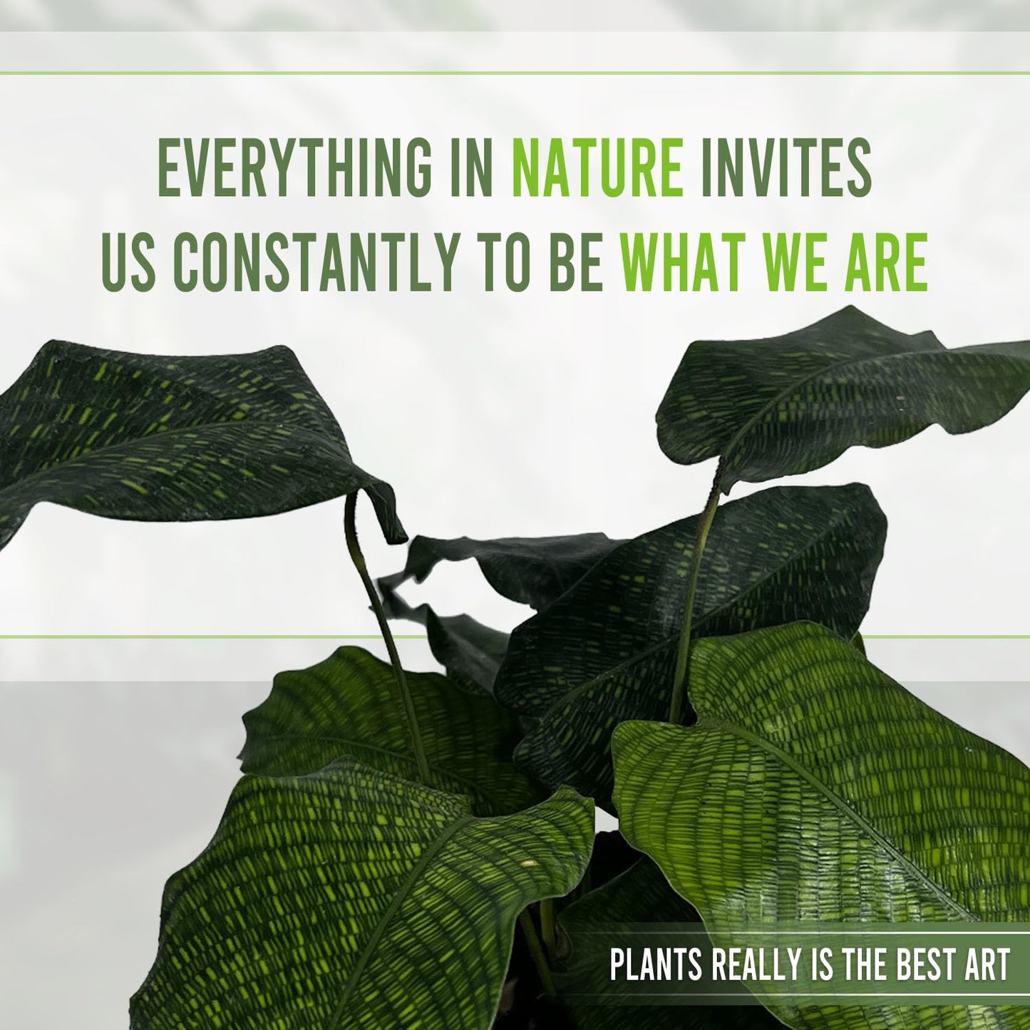 LEAL PLANTS ECUADOR Calathea Musaica Evergreen Live Indoor Plant| Calathea Network Prayer Plant |Natural Décor -Gift for Plant Lovers