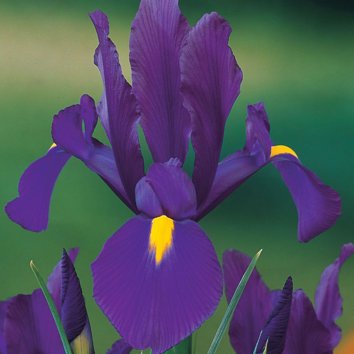 Dutch Iris ‘Valentine’ – Top-Size Bulbs for Fall Planting | Rich Indigo-Purple Blooms, Hardy Spring Flower Bulbs Ideal for Borders, Beds, and Cut Arrangements | Easy-to-Grow Dutch Variety