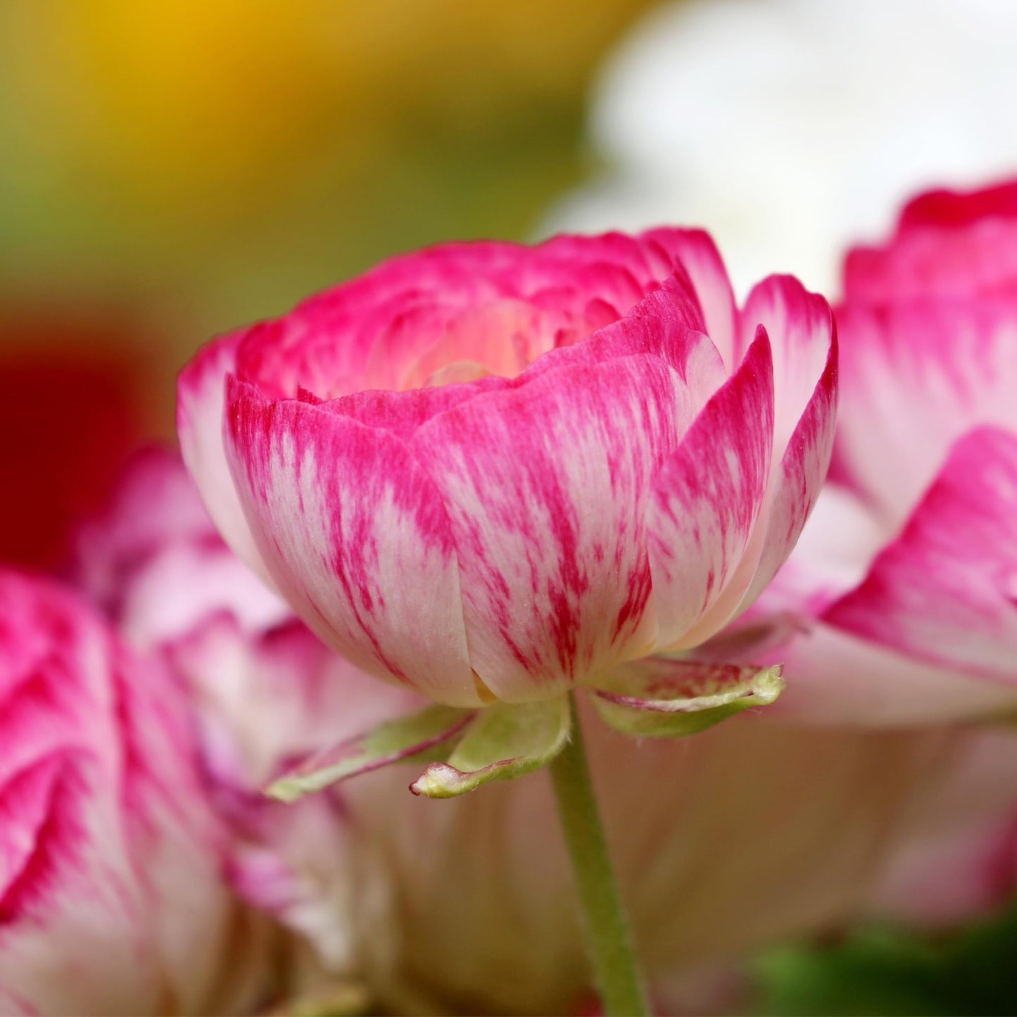 Ranunculus Bulbs - Picotee Pink - Beautiful Pink and White Flowers - Large and Healthy Ranunculus Corms Ready to Grow in Spring or Summer Gardens from Hand Picked Nursery (40)