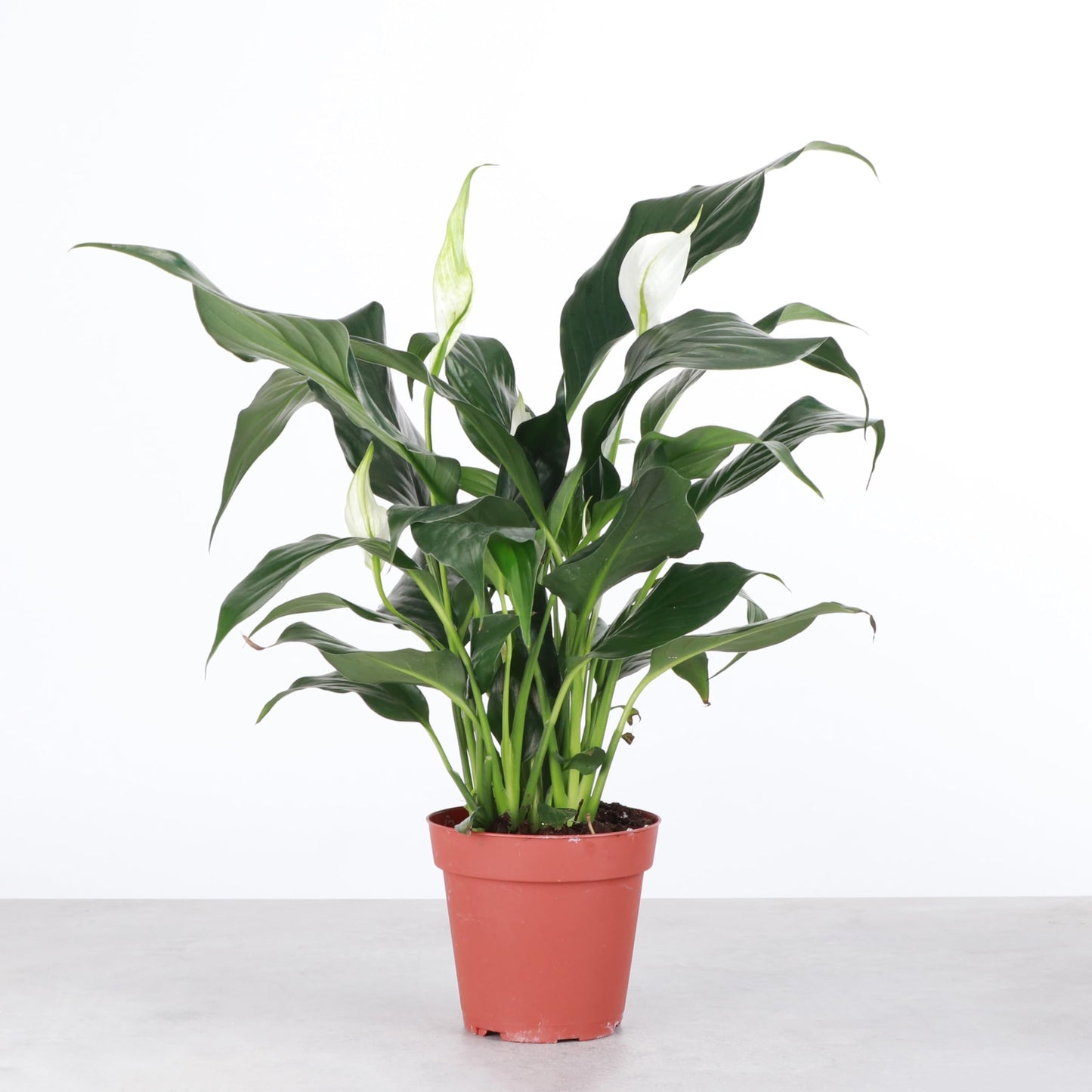 Live Peace Lily Plant, Spathyphylum, Low Light, Live Indoor Plant, 4" Diameter Pot