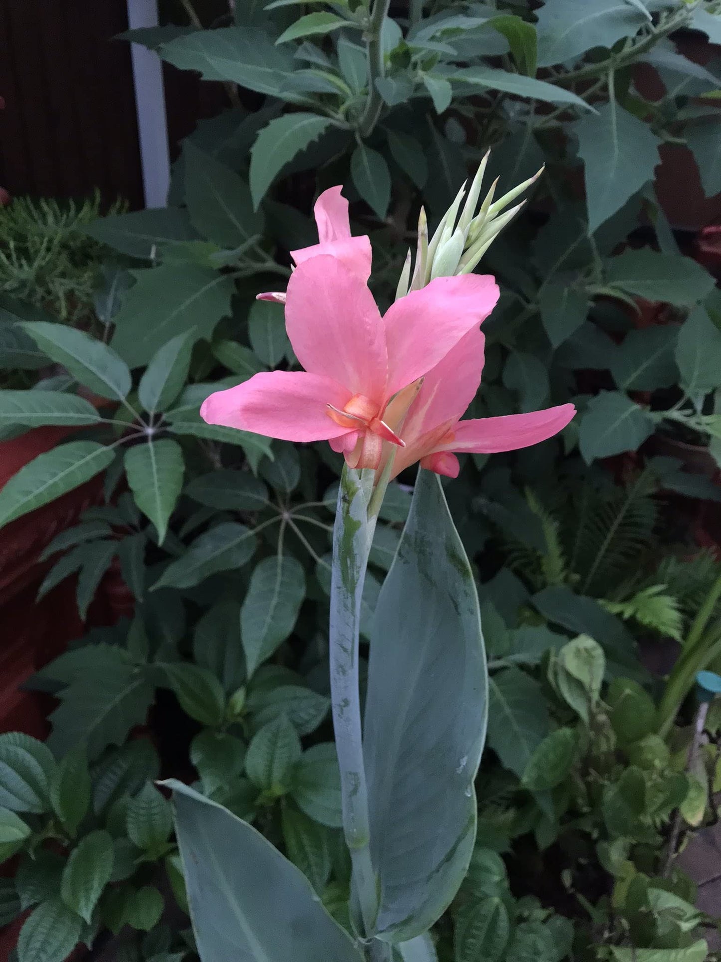 Pink Canna - Months of Flowers for Ponds!