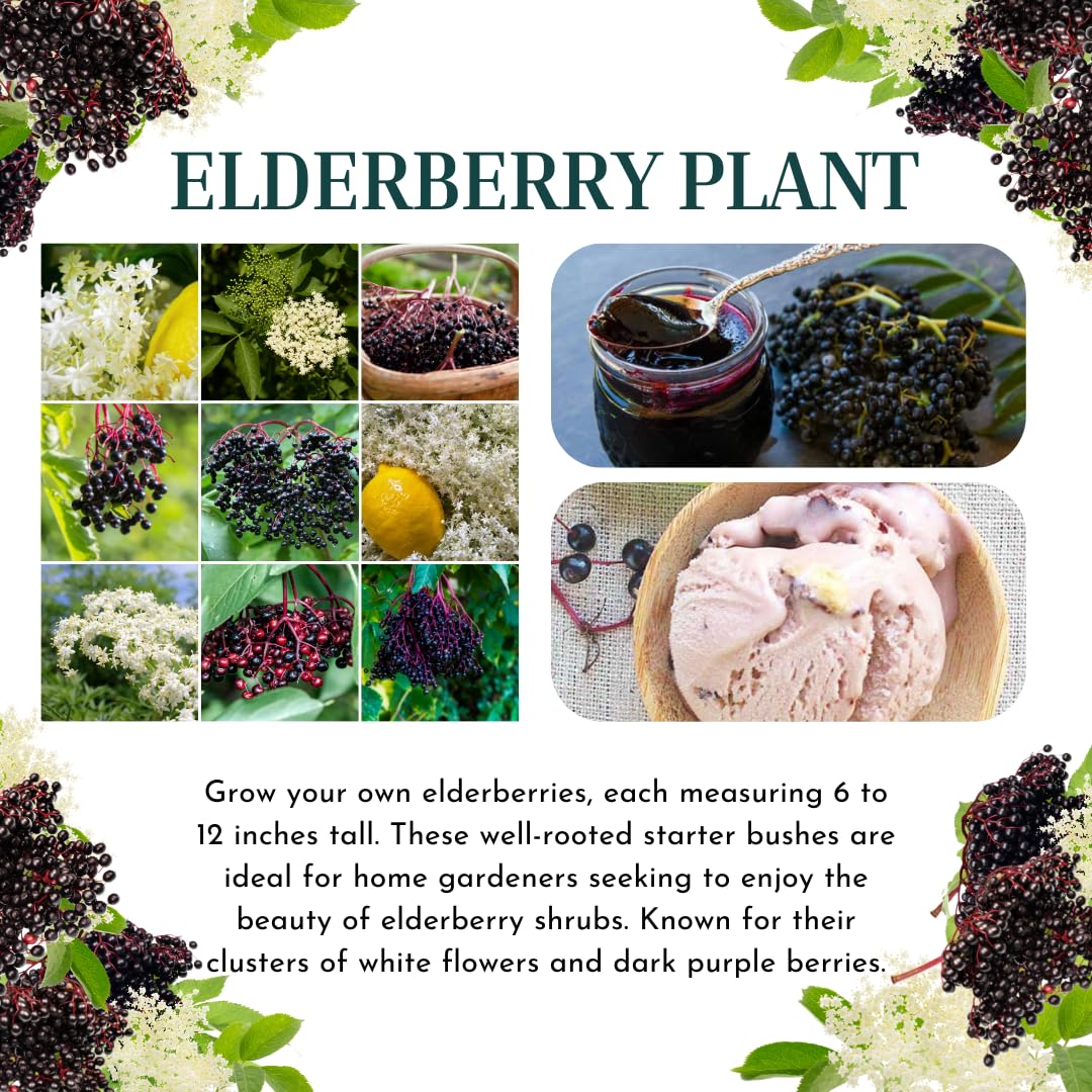 Black Elderberry Bush, Elderberries Plant Live for Planting, 6 to 12 Inch Tall, Fruit Tree Live Plant