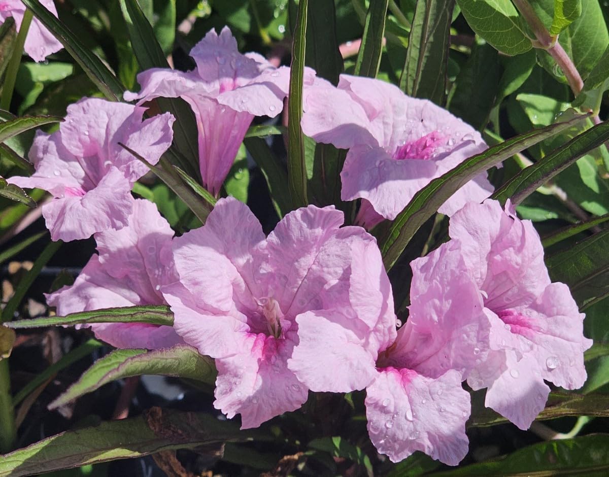 Mexican Petunia Live Plants, Pink Ruellia Brittoniana, Perennial Plugs, Pack of 5