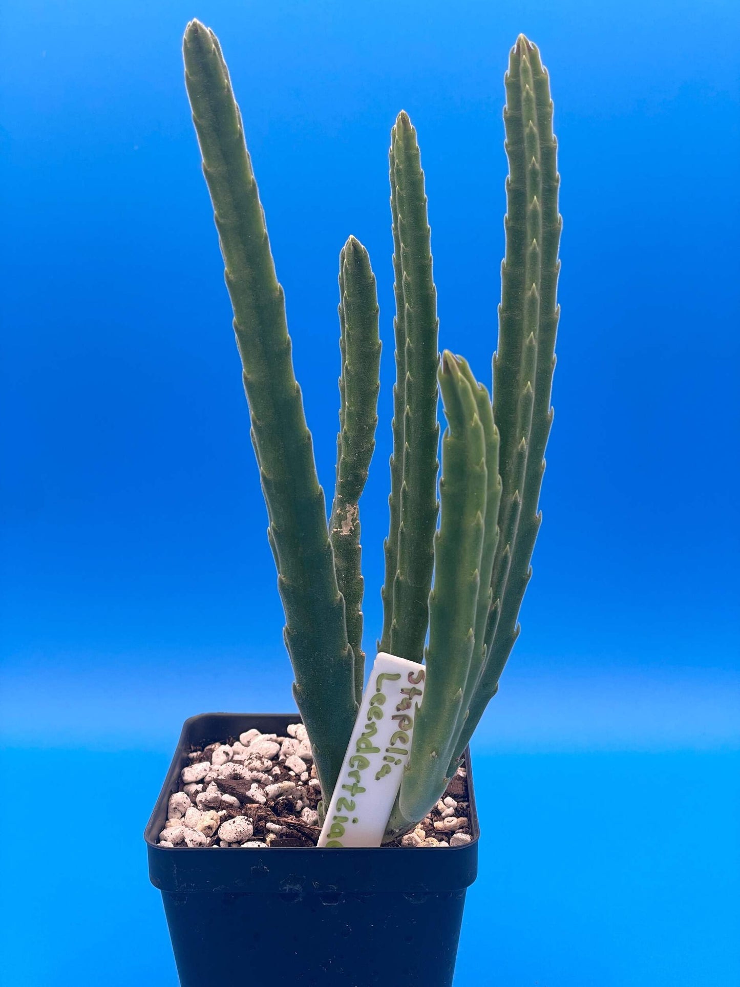 Stapelia Leendertziae 3.5 Inch Potted Plant Well Rooted Starfish Cactus - No Shipping to California Or Arizona!