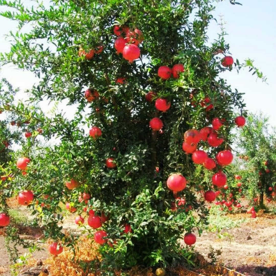 Red Pomegranate Tree Live Plant, Starter Size from 4 to 8 Inc, Sweet Fruit Tropical Plant, Cold Hardy, Spring Planting