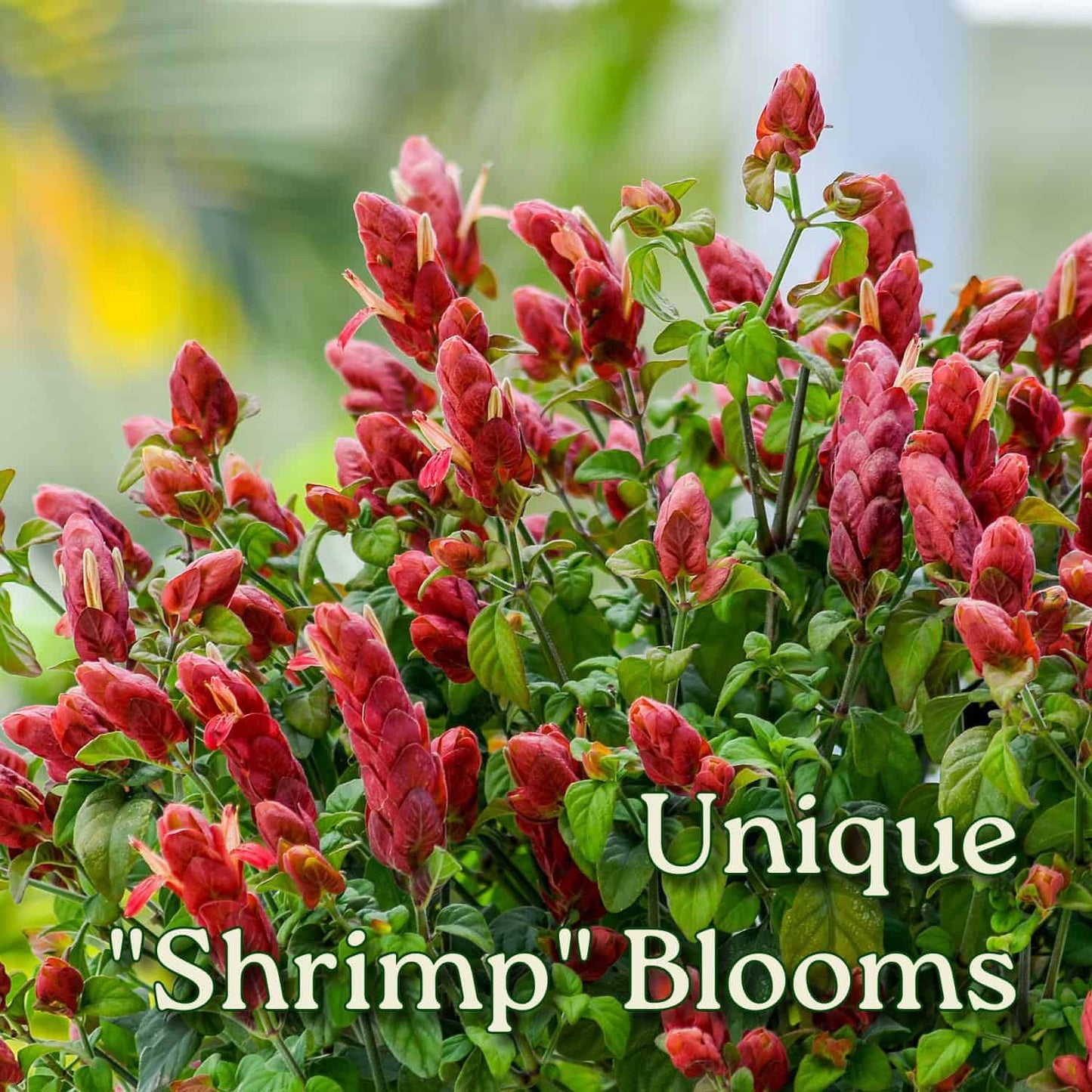 Braided Shrimp Tree - Red Flowers - Overall Height 36" to 42" - Tropical Plants of Florida (Plant Only)