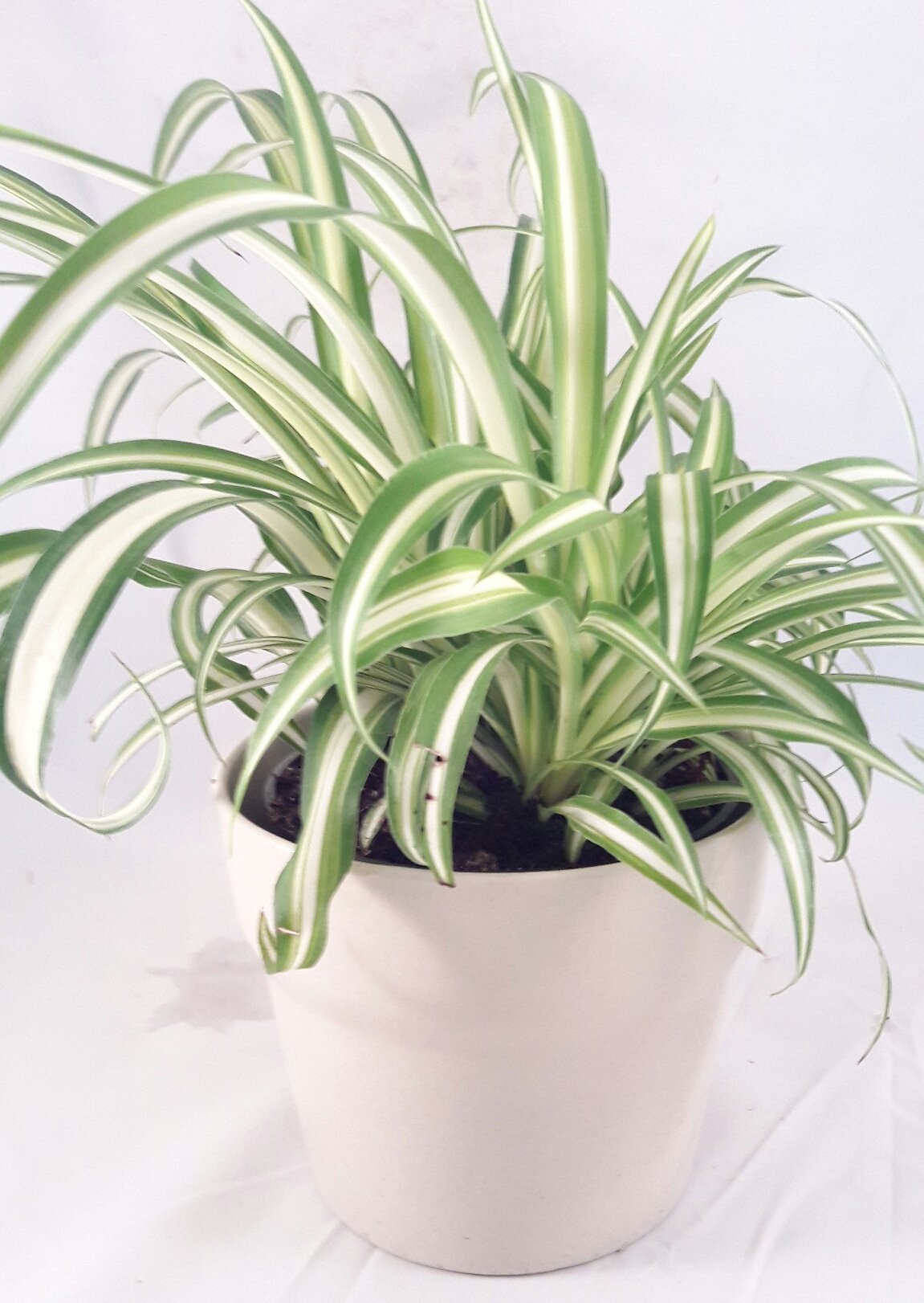 Ocean Spider Plant - Easy to Grow - Cleans the Air - 4" ceramic white pot Pot