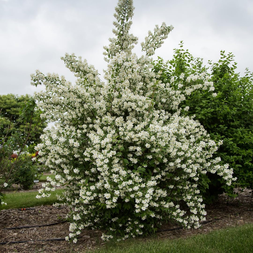 1 Year Old Philadelphus Mock Orange Bush Tree Live Plant, Very Fragrant, Cold Hardy, Dormant in Winter
