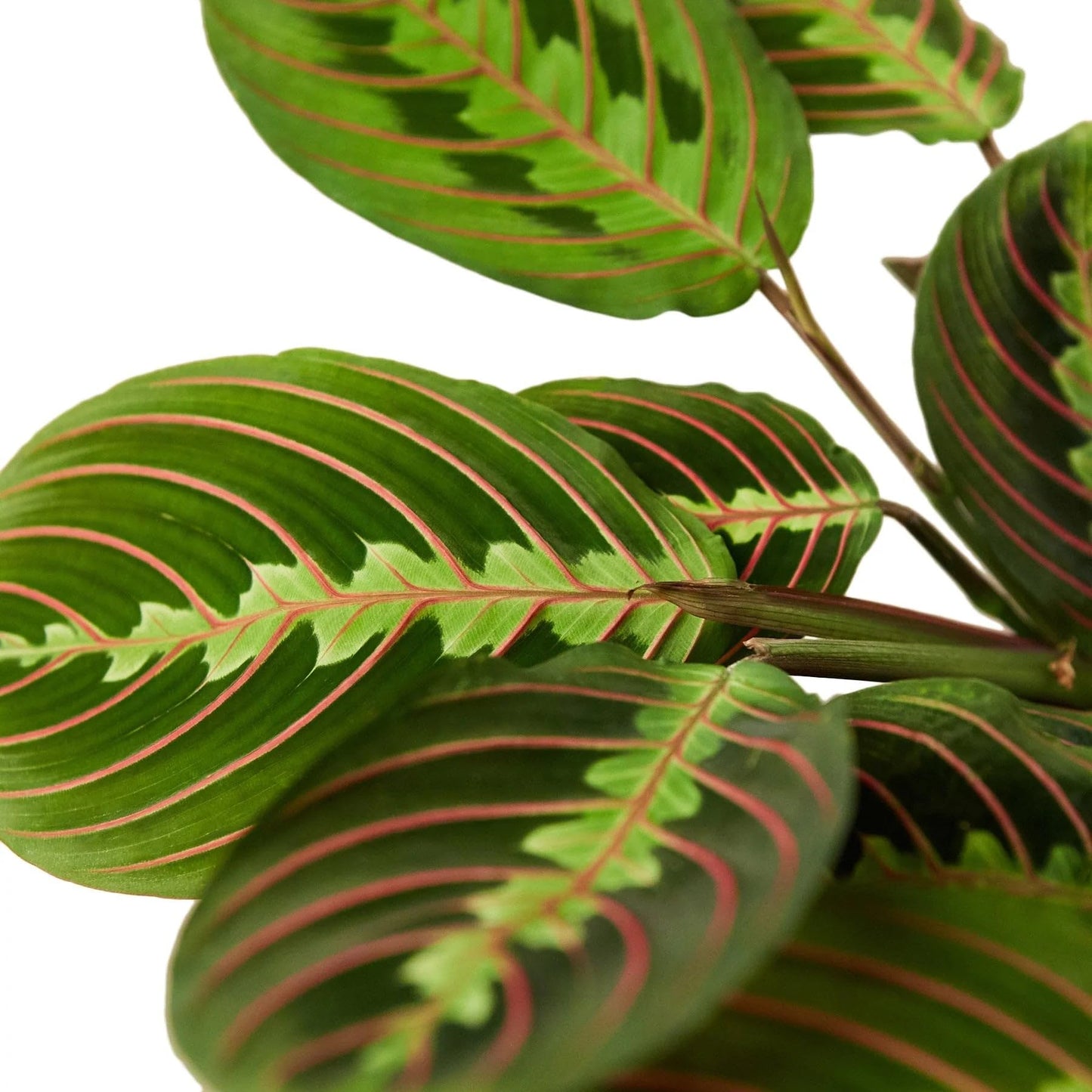 Maranta Red Prayer | Live Plant for Indoor & Outdoor | for Living Room, Office, Bathroom | (6" Pot)