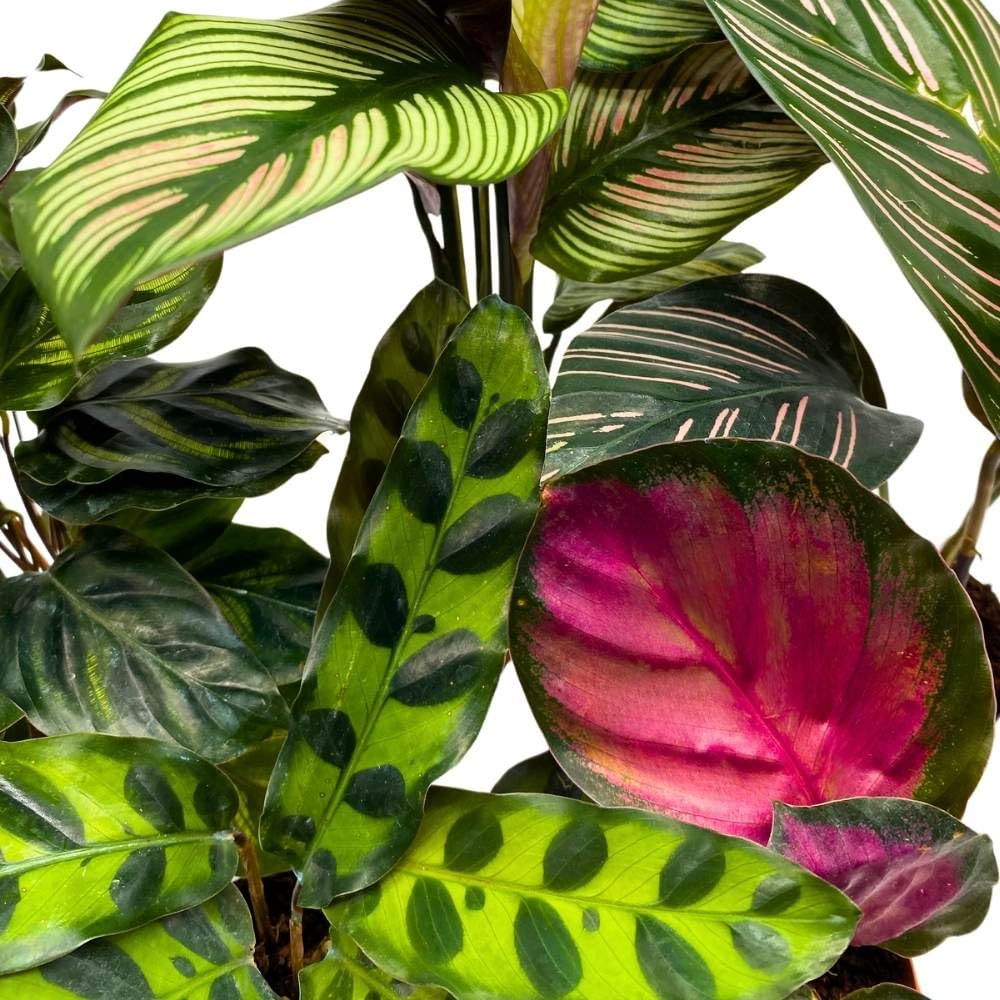 BubbleBlooms Calathea Assortment, 2 inch Set of 5, Peacock Prayer Plant Set Regal Indoor Foliage