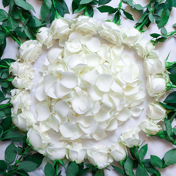 180Pcs Dried Real White Rose Petals, Freeze Preserved Flower Petals 1.75oz for Gifts Wedding Party Decor, Dinner Table Centerpieces, Bridal Shower,Confetti
