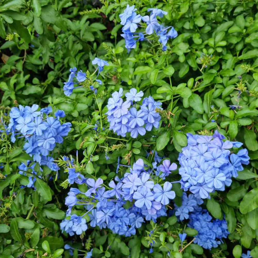 3 Blue Plumbago Plants Live, 4-7 Inches Tall, Tropical Flowering Shrub for Garden or Containers