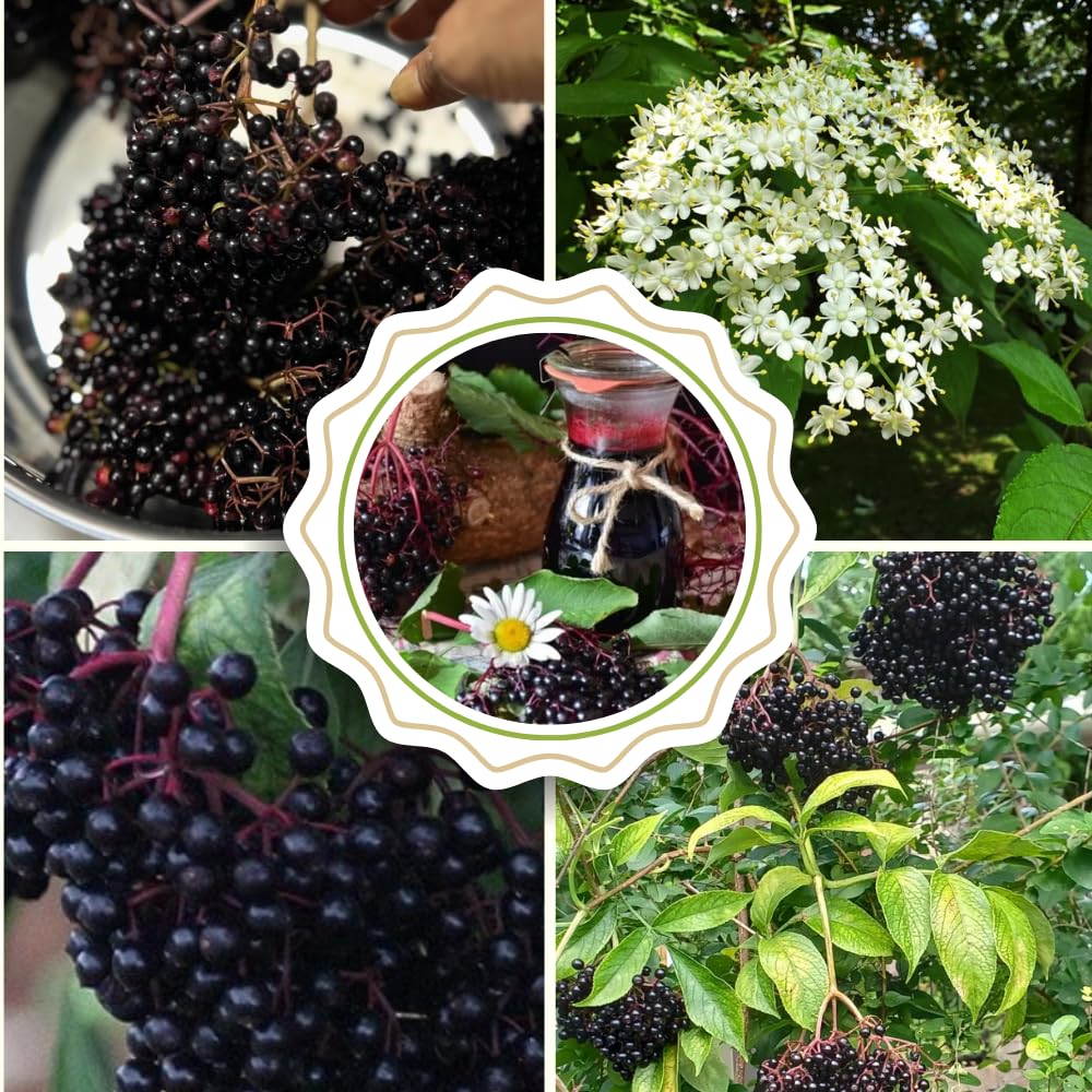 3 Black Elderberry Plants Live for Growing 6 to 12 Inch Height, American Elderberry Bush Live Plants, Sweet Fruit Trees