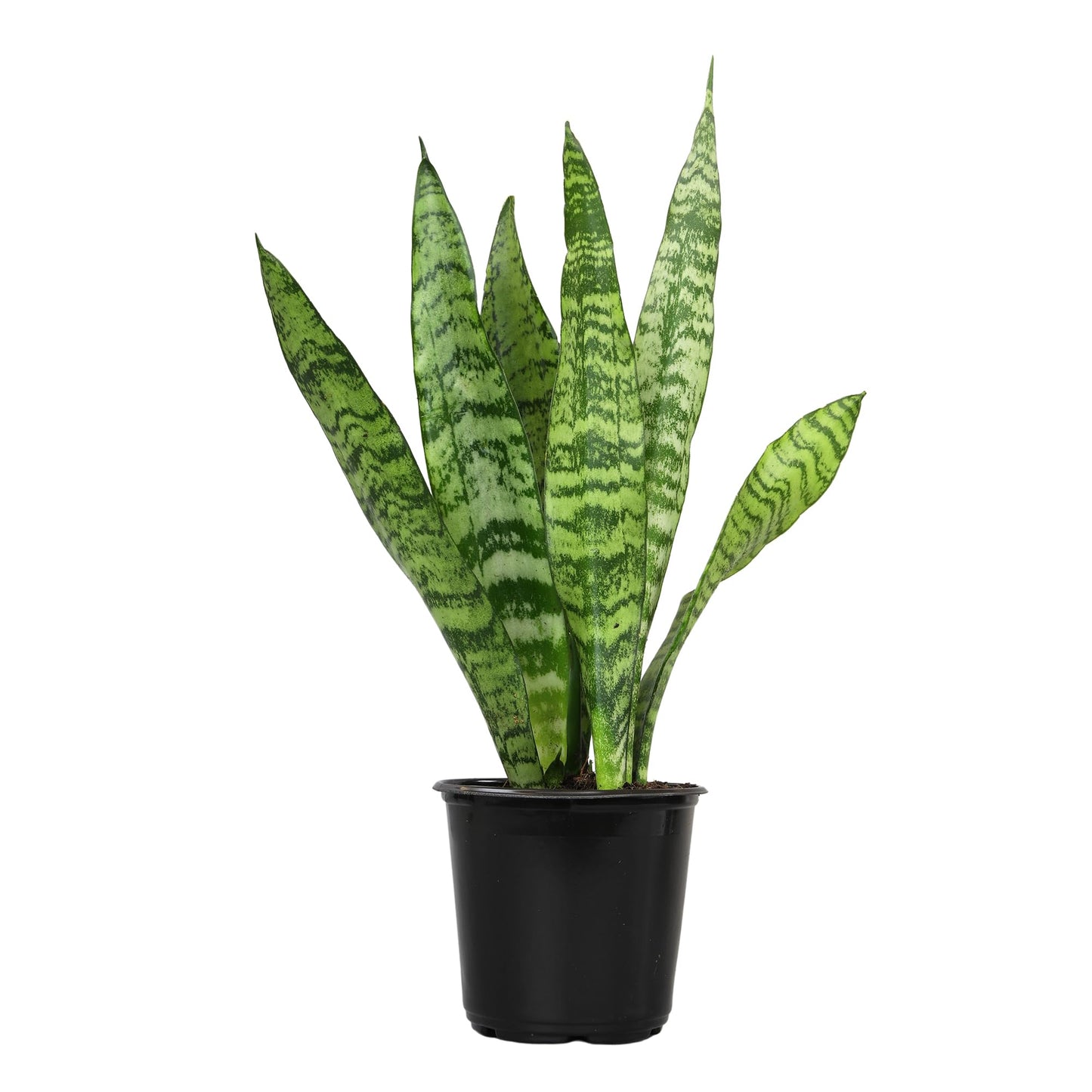 Altman Plants Live Snake Plant (Zeylanica), Approx. 13" Tall, Virtually Indestructible Easy Succulent Houseplant, 4 in Pot