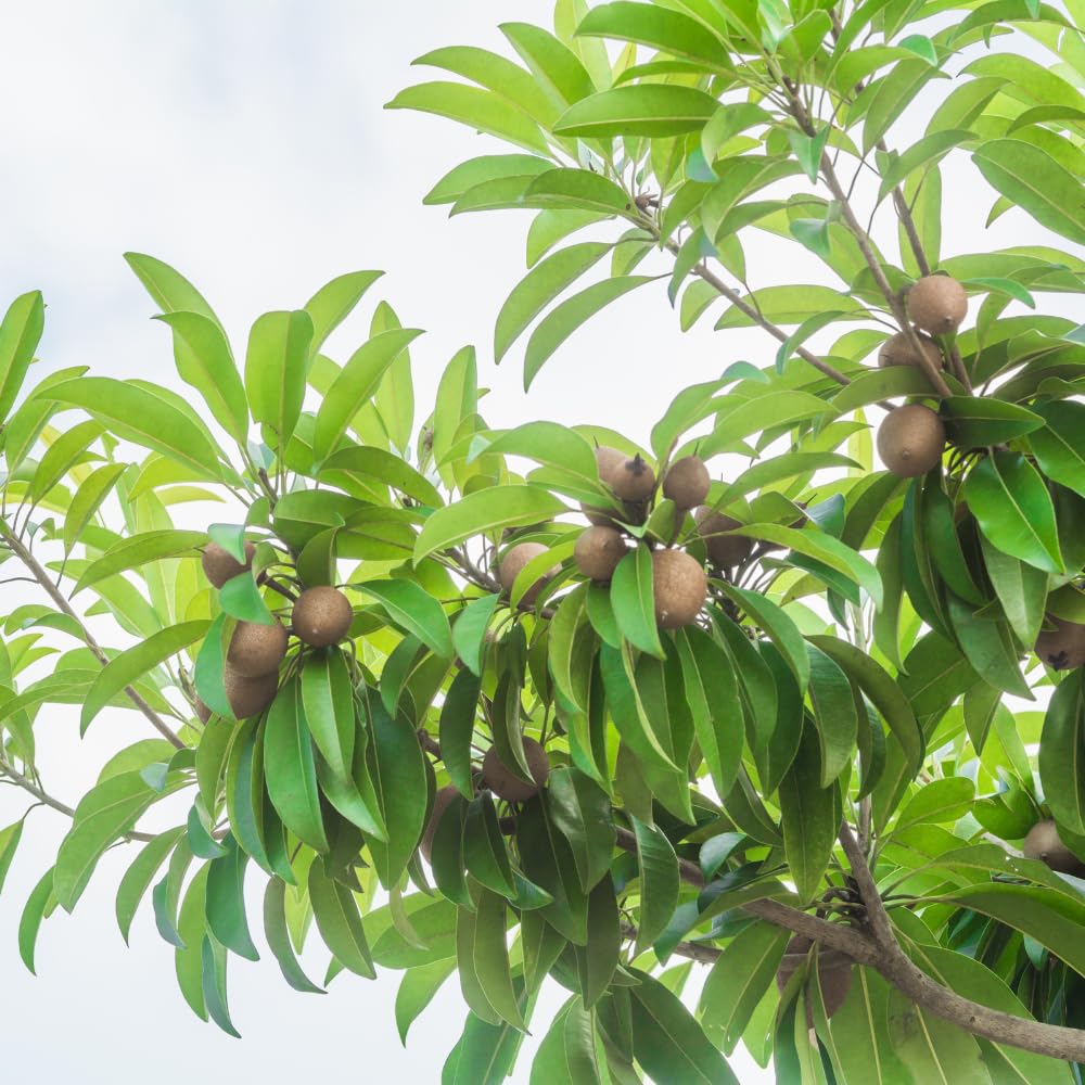 Sapote Tree Live Plant, Sapodilla Live Tropical Fruit Tree, 2 to 3 Feet Height, Ready for Planting in One Gallon Pot