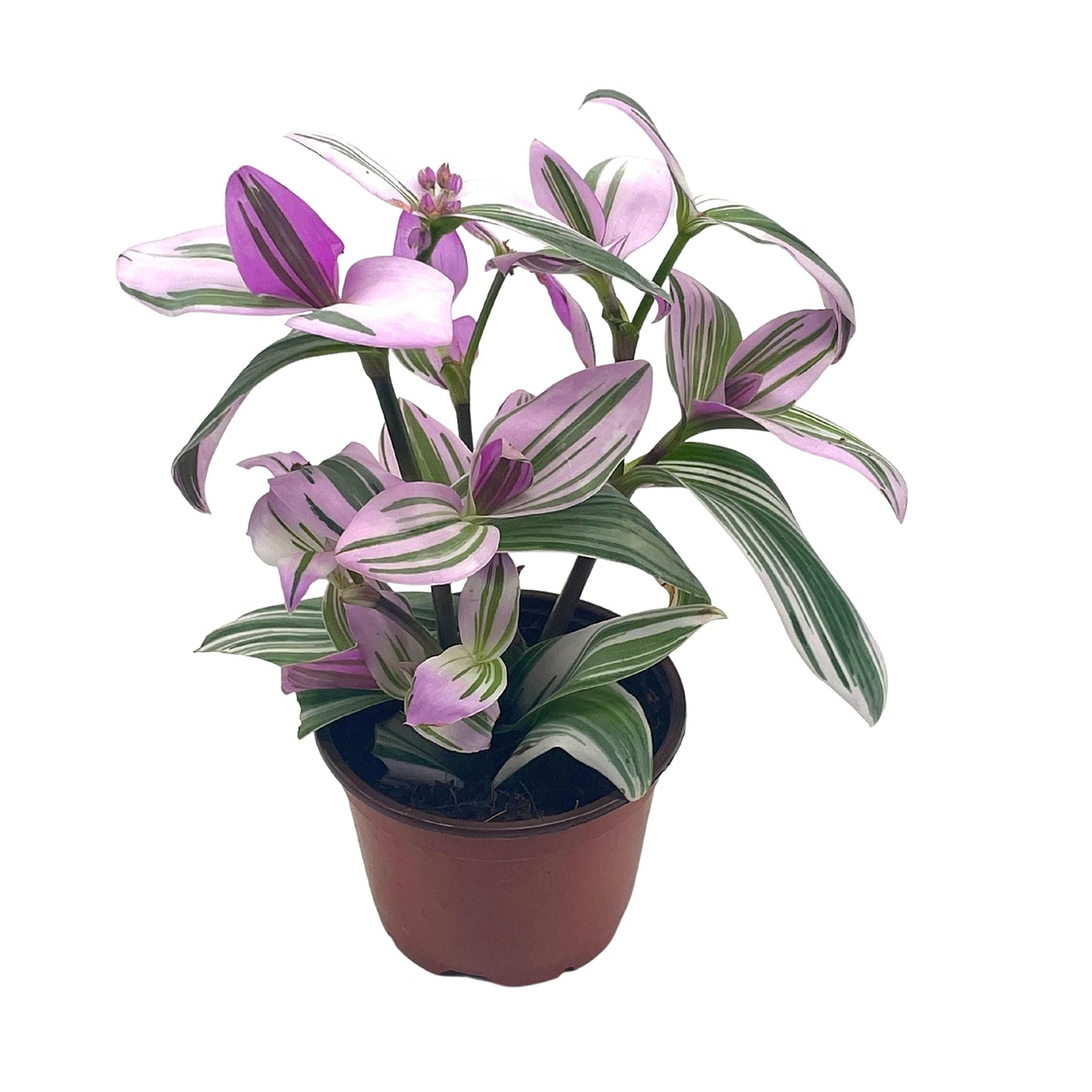 BubbleBlooms Pink Tradescantia Nanouk, in a 4 inch Pot Pink Variegated Wandering Dude