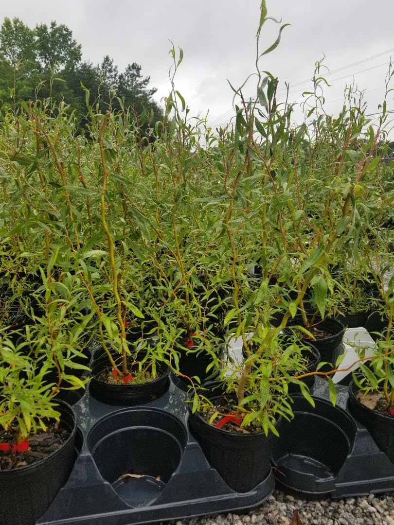 Golden Curls Corkscrew Weeping Willow - Live Plant - (2.5 QT)