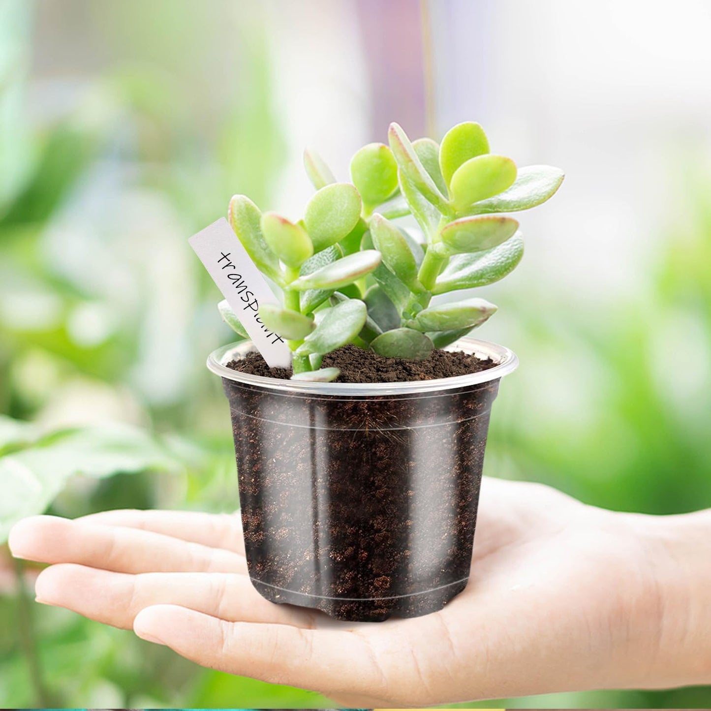 JOBVERT 4/5/6Inch Nursery Pot,30 Pack Clear Pots with Drainage, Plastic Pots for Planting Vegetables Flowers Seedlings