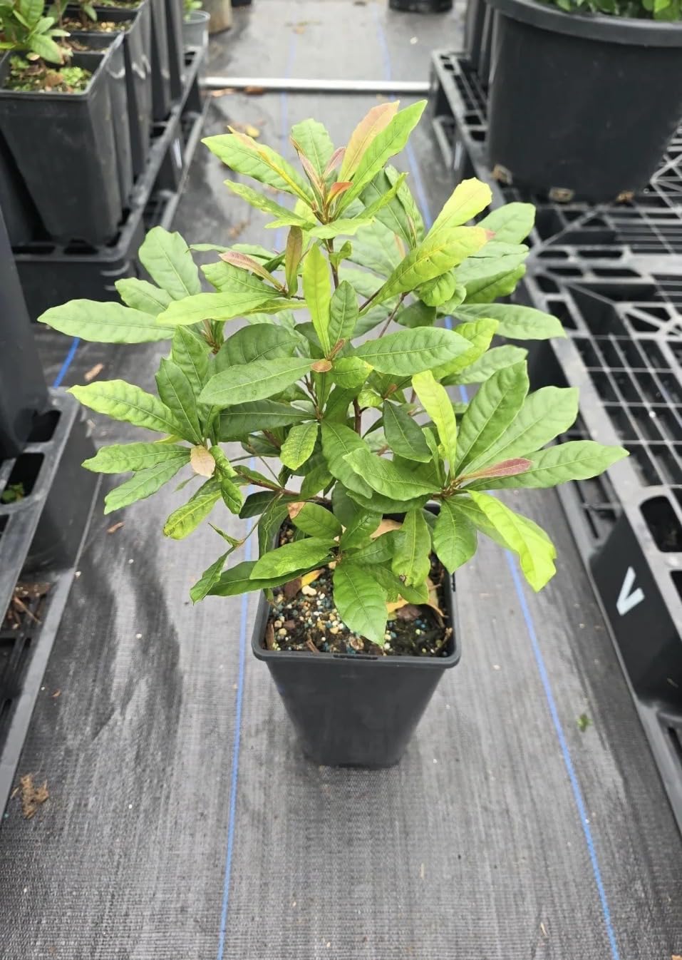 Miracle Fruit Live Fruit Tree(synsepalum Dulcificum) (8in to 12in”) Magic Berry Plant