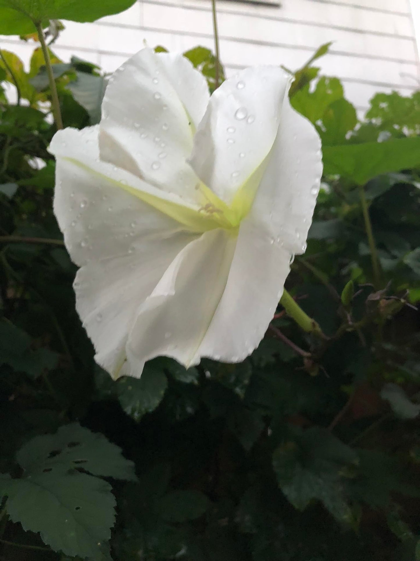 Smoke Camp Crafts Live Organic Moon Flower Plant (Ipomoea alba) in 2.5 inch Pot | Moonflower, Moonvine, Tropical White Morning Glory