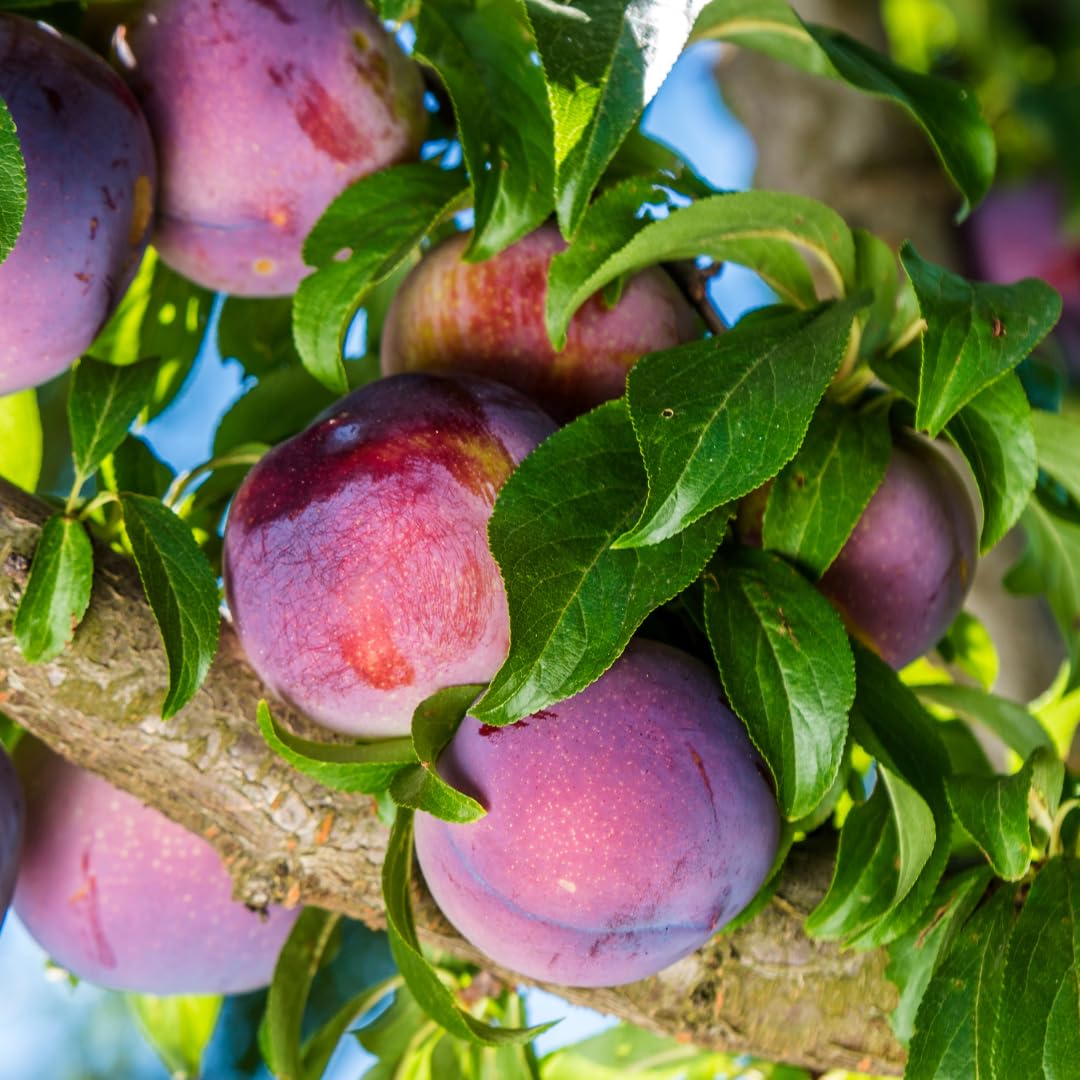 Methley Plum Tree Live Plant in 3 Gallon Pot, 2–3 Feet Tall Plum Fruit Tree for Outdoor Garden or Backyard Growing, No CA