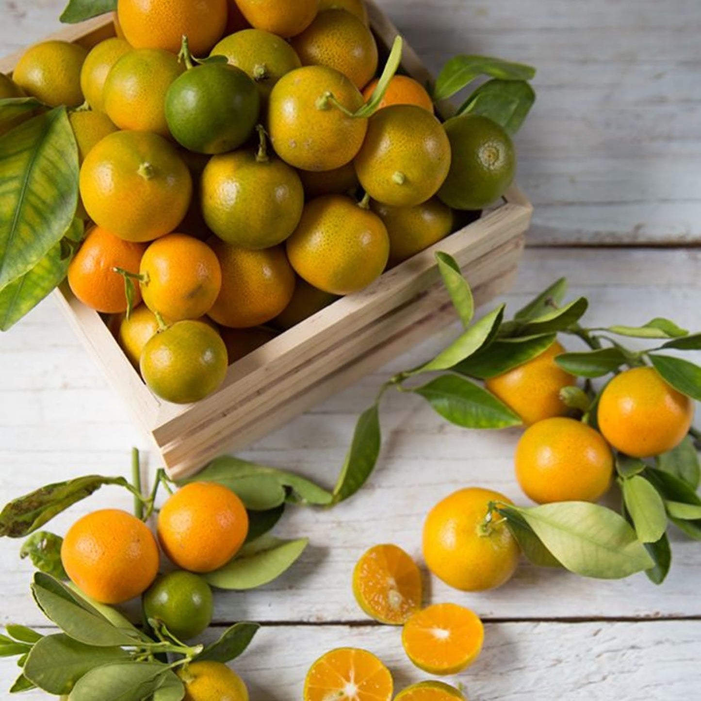 Calamansi Tree, Live Calamondin Citrus Fruit Plant in 5 Gallon Pot, Large Calamansi Kalamansi Tree for Planting Patio Garden